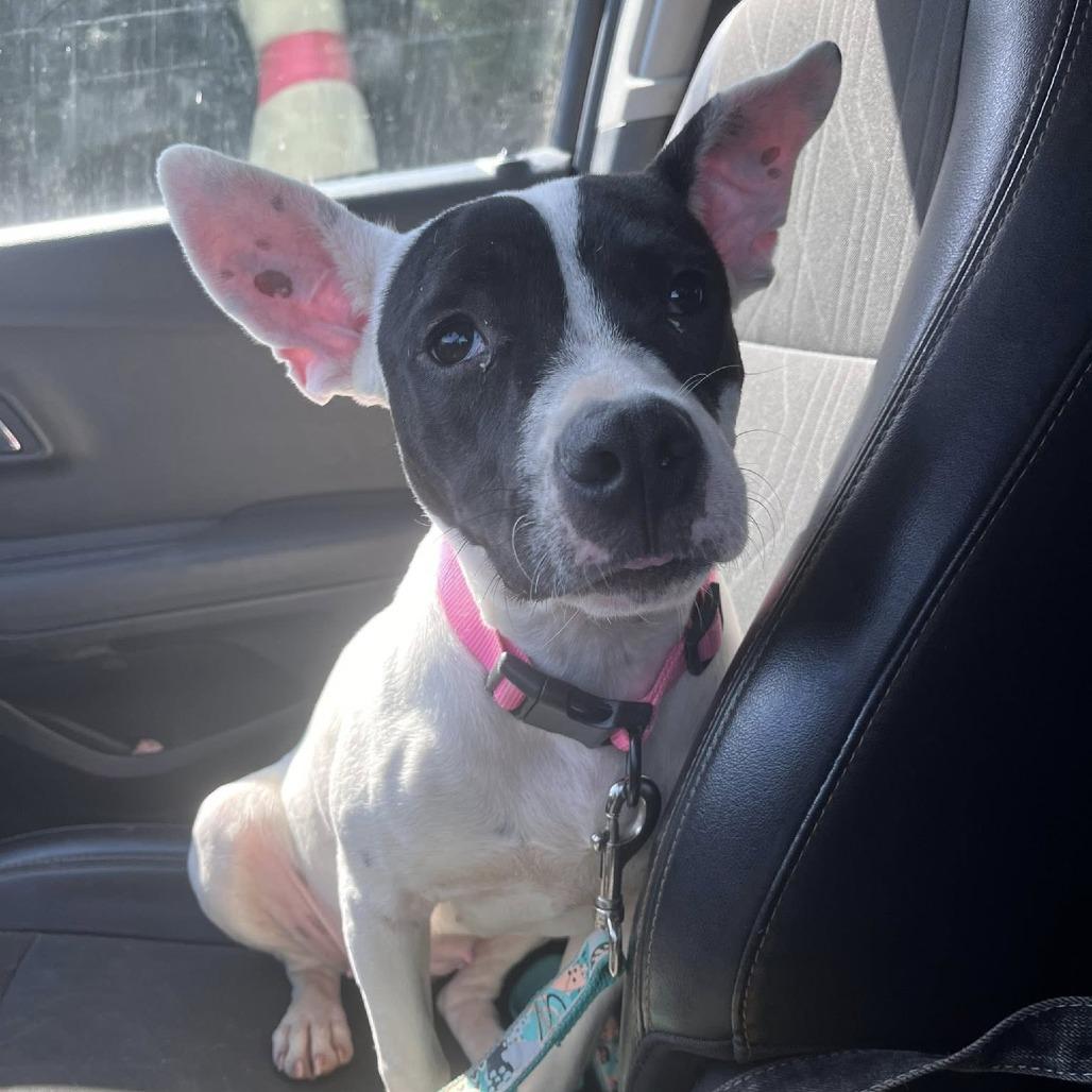 Minnie, Adoptable, Puppy Female Terrier.