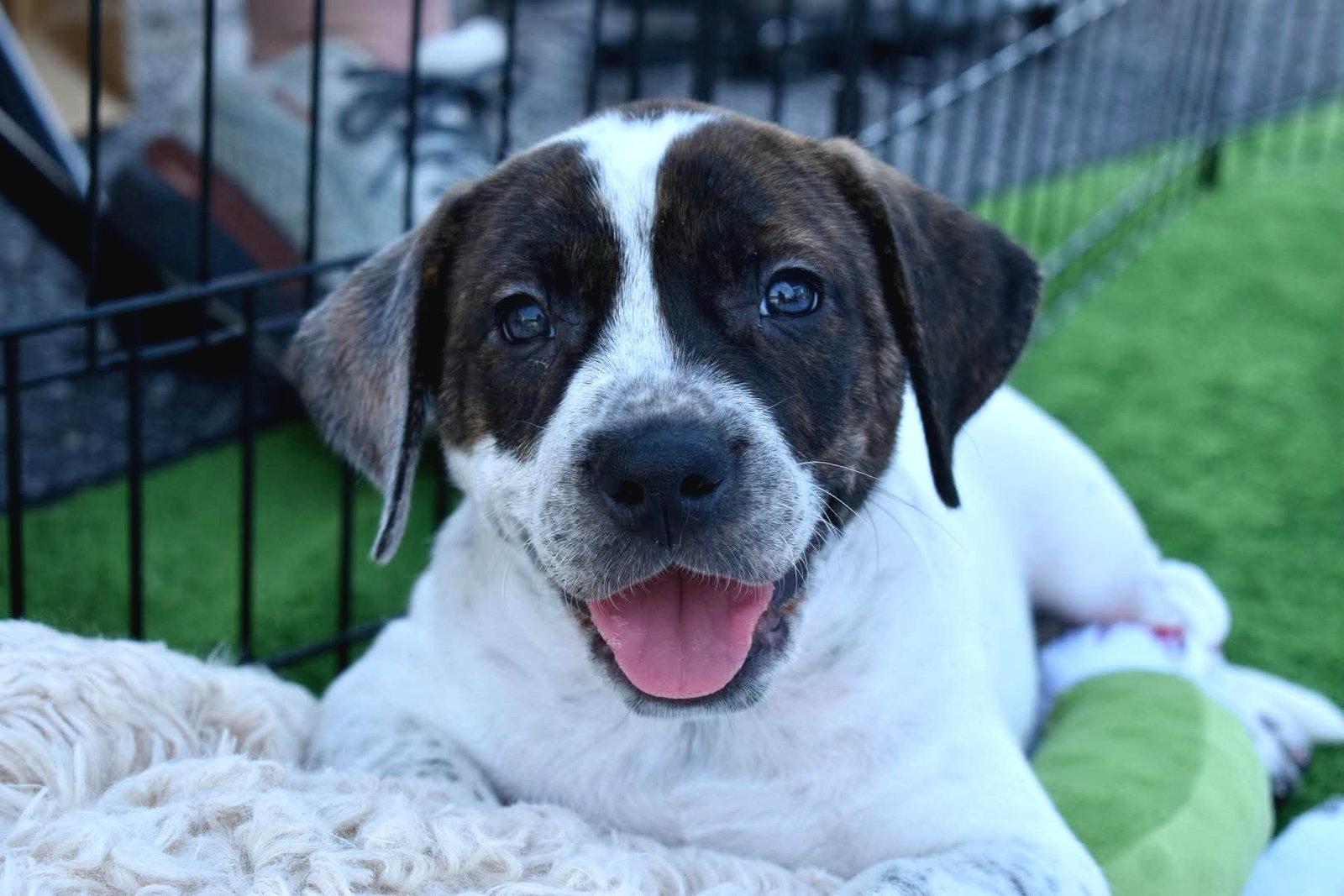 Reed, Adoptable, Puppy Male English Bulldog & Bluetick Coonhound.