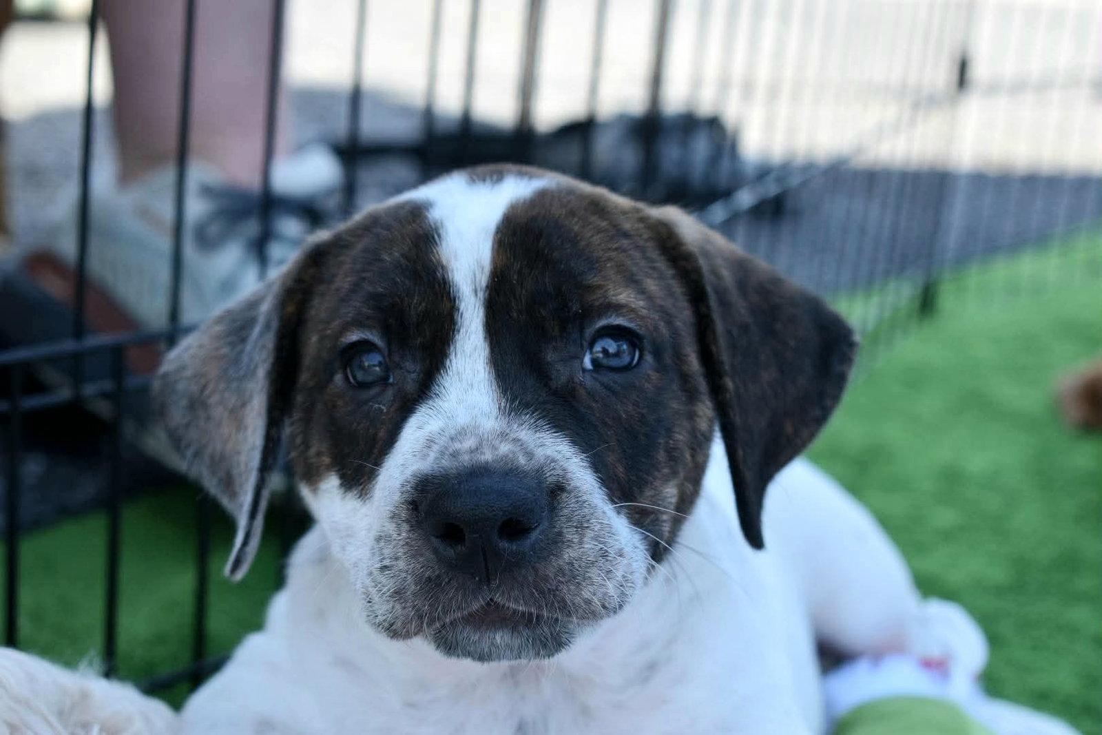 Enlarge Reed, a Adoptable mixed breed in Auburn, GA image 3/3