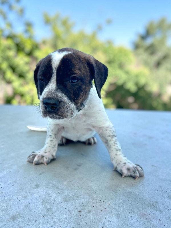 Enlarge Reed, a Adoptable mixed breed in Auburn, GA image 2/3