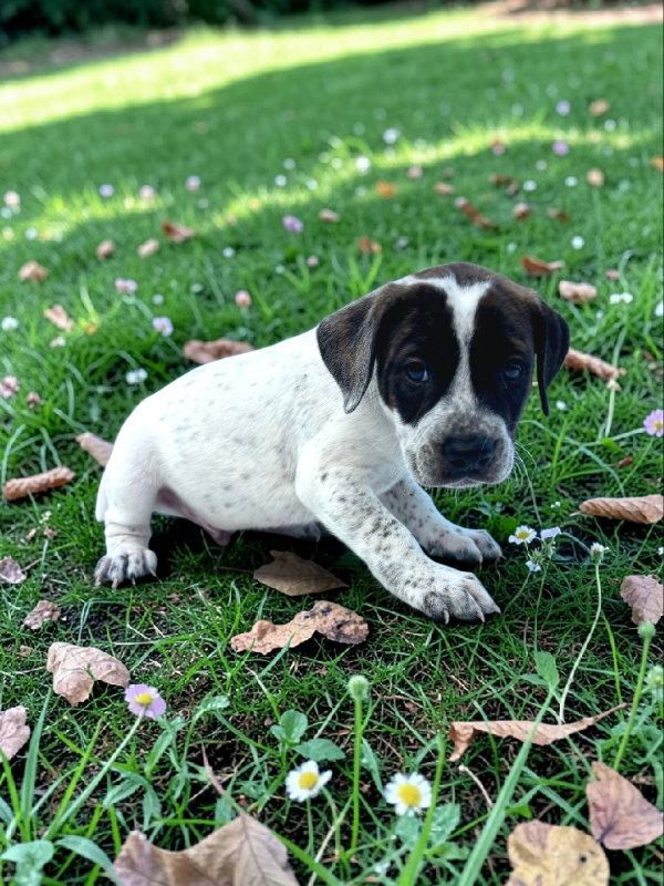Enlarge Reed, a Adoptable mixed breed in Auburn, GA image 3/3