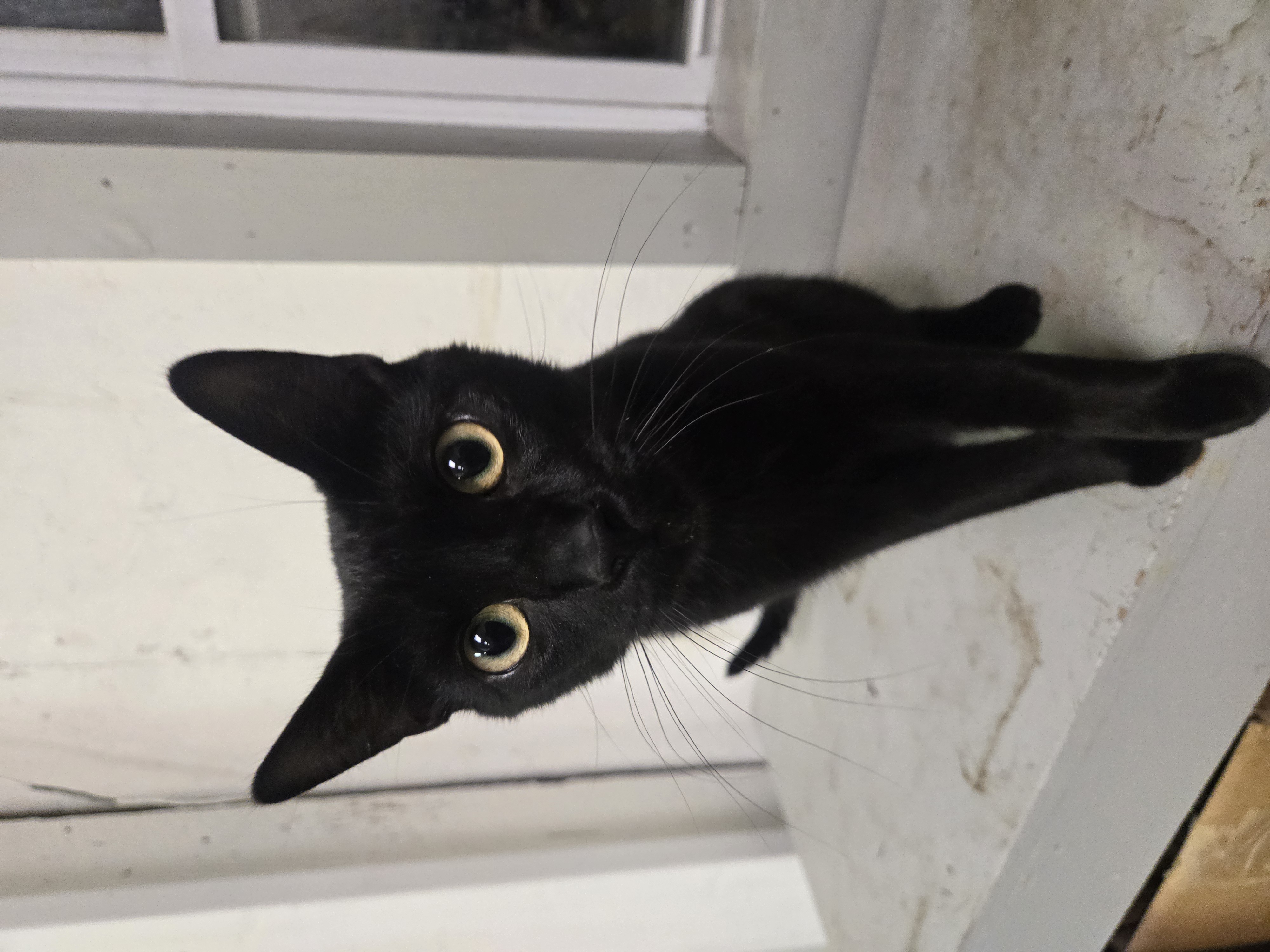 Rippley, a Adoptable Domestic Short Hair in Reeseville, WI image 1/5