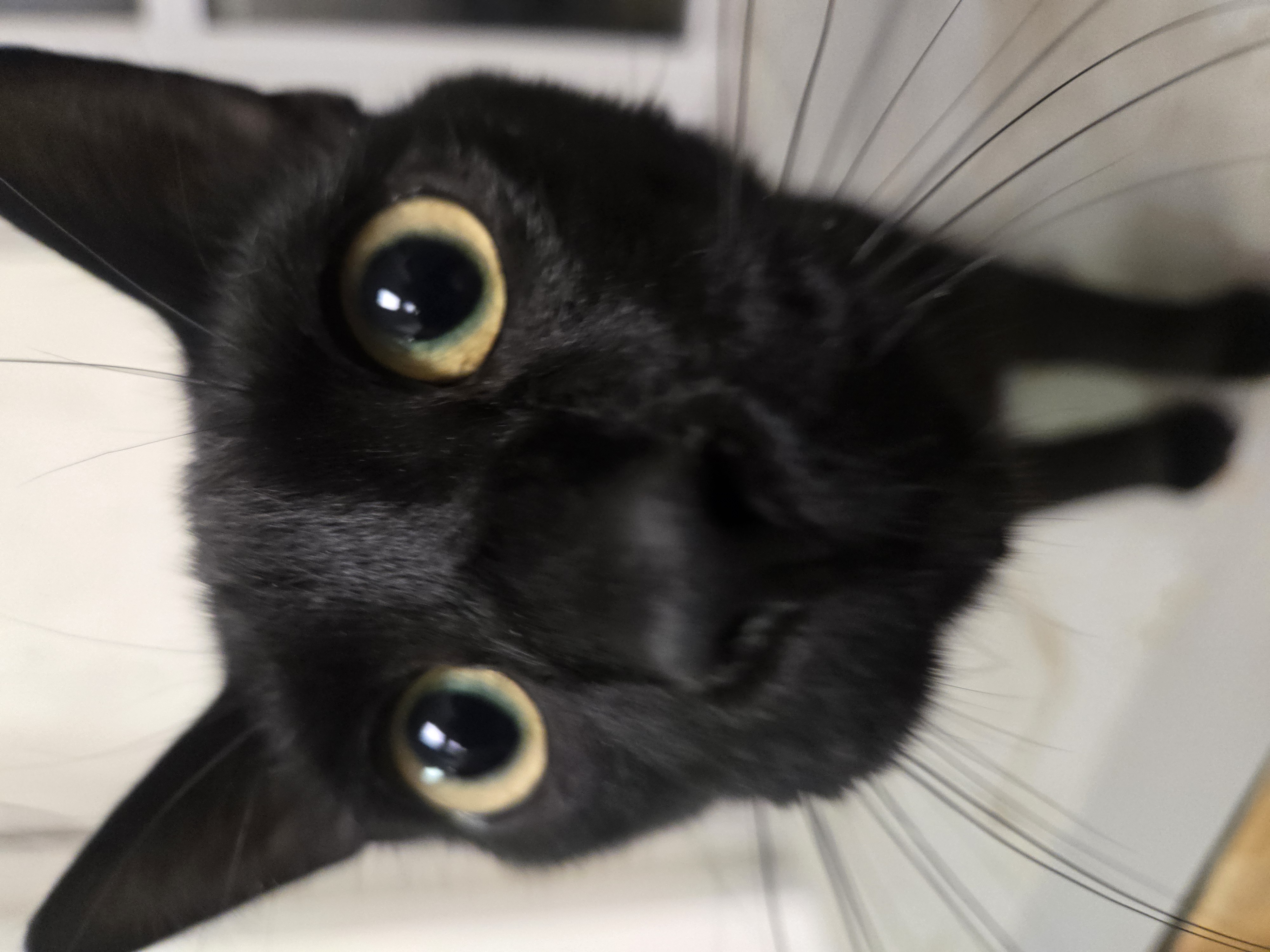 Rippley, a Adoptable Domestic Short Hair in Reeseville, WI image 3/5