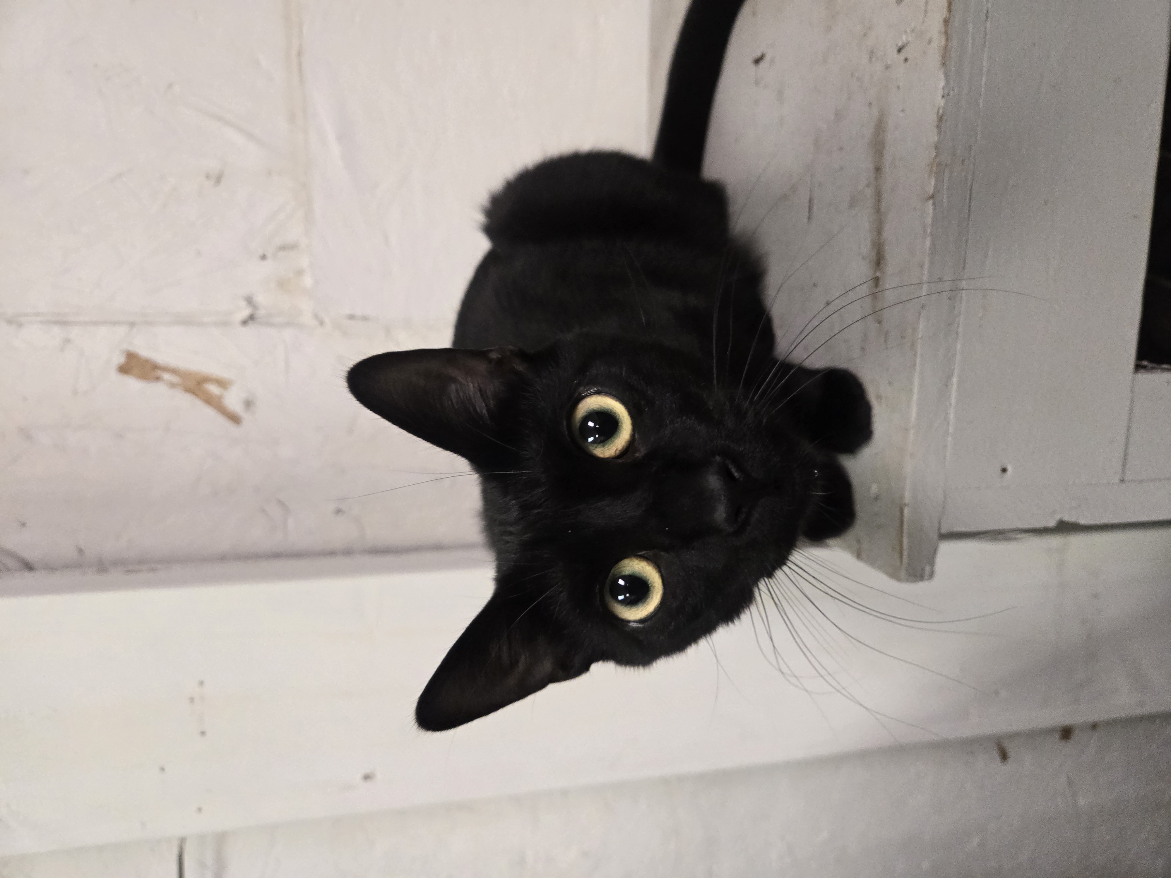 Rippley, a Adoptable Domestic Short Hair in Reeseville, WI image 5/5