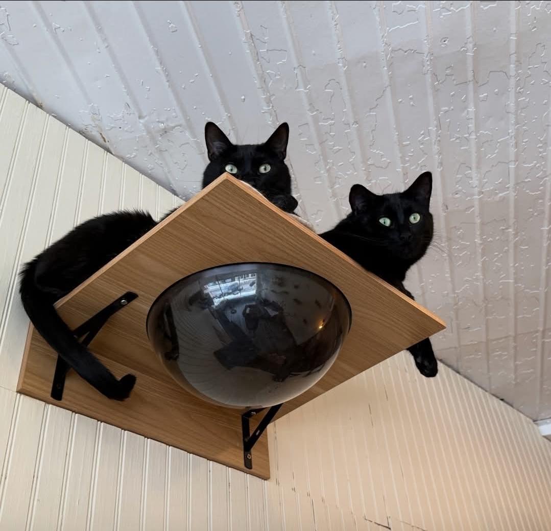 Enlarge Rippley, a Adoptable Domestic Short Hair in Reeseville, WI image 5/6