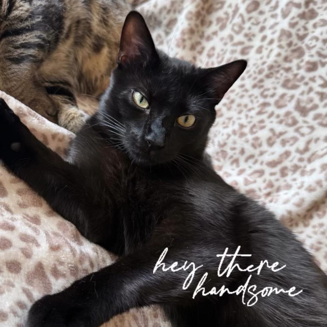 Enlarge Rippley, a Adoptable Domestic Short Hair in Reeseville, WI image 1/6