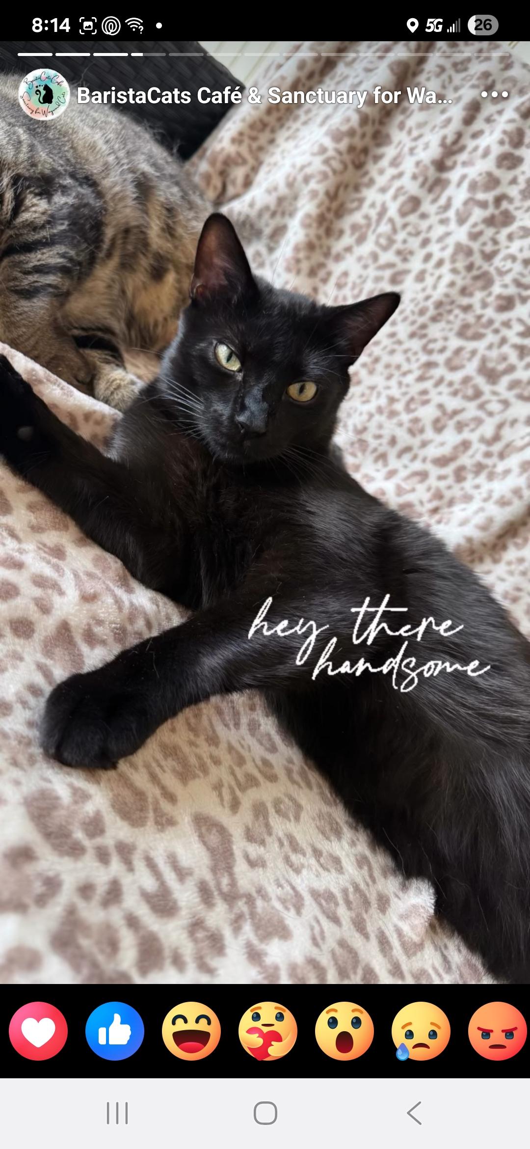 Rippley, a Adoptable Domestic Short Hair in Reeseville, WI image 2/5