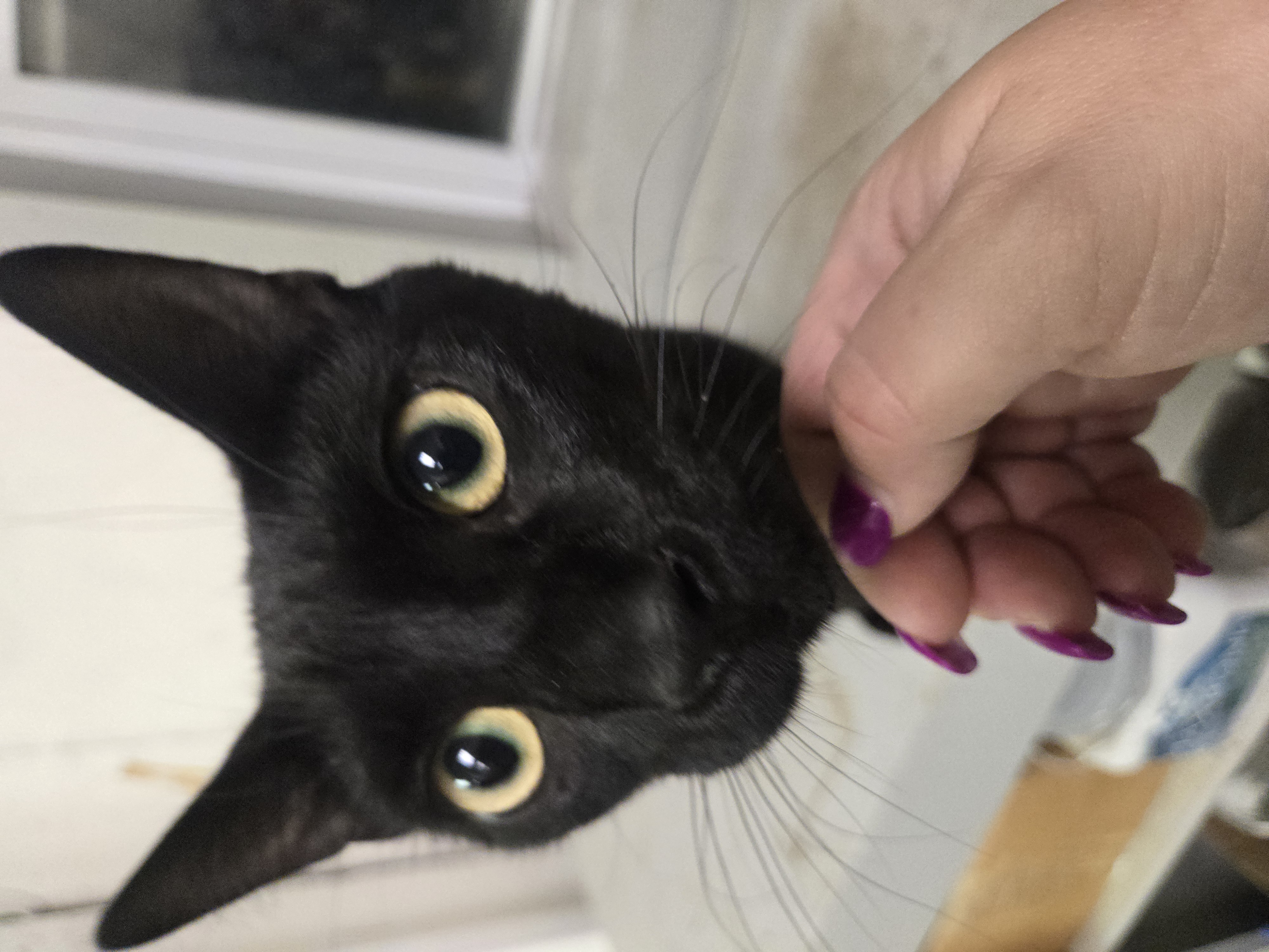 Rippley, a Adoptable Domestic Short Hair in Reeseville, WI image 4/5