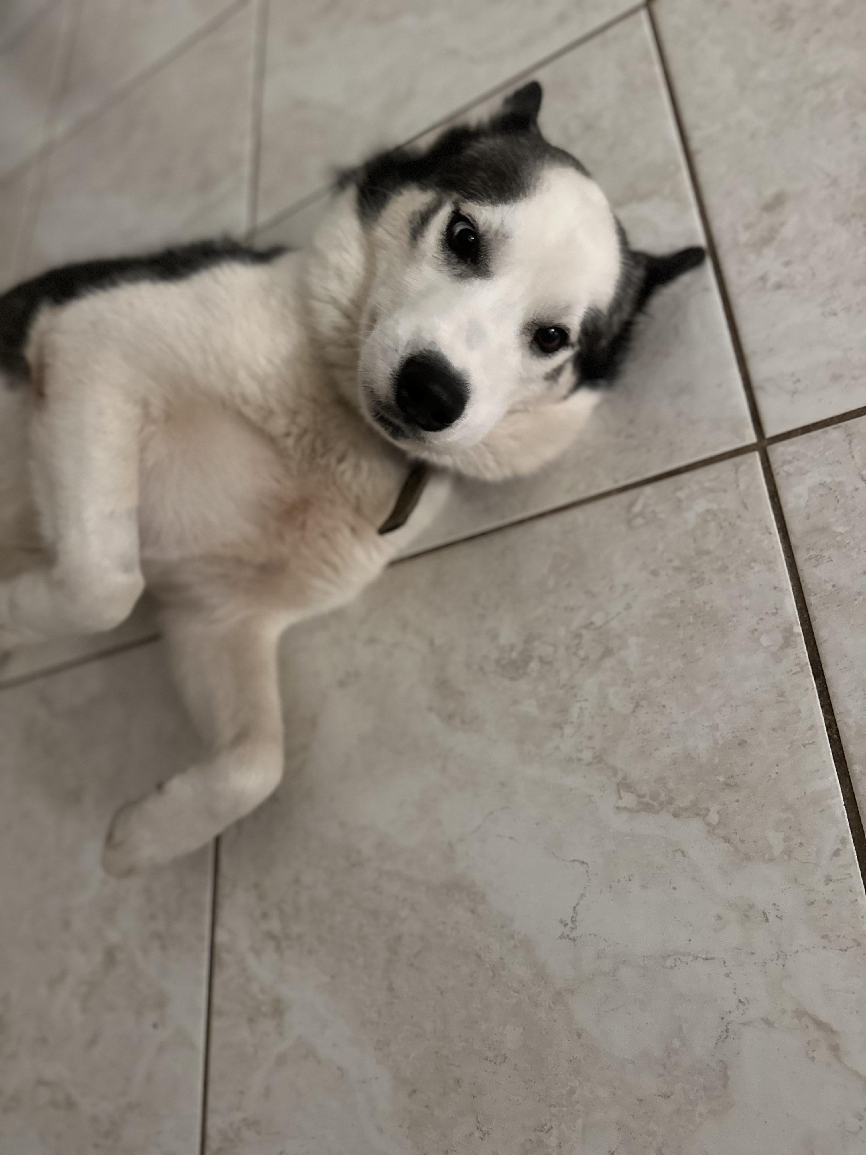 Dean, a Adoptable mixed breed in North Miami, FL image 3/5