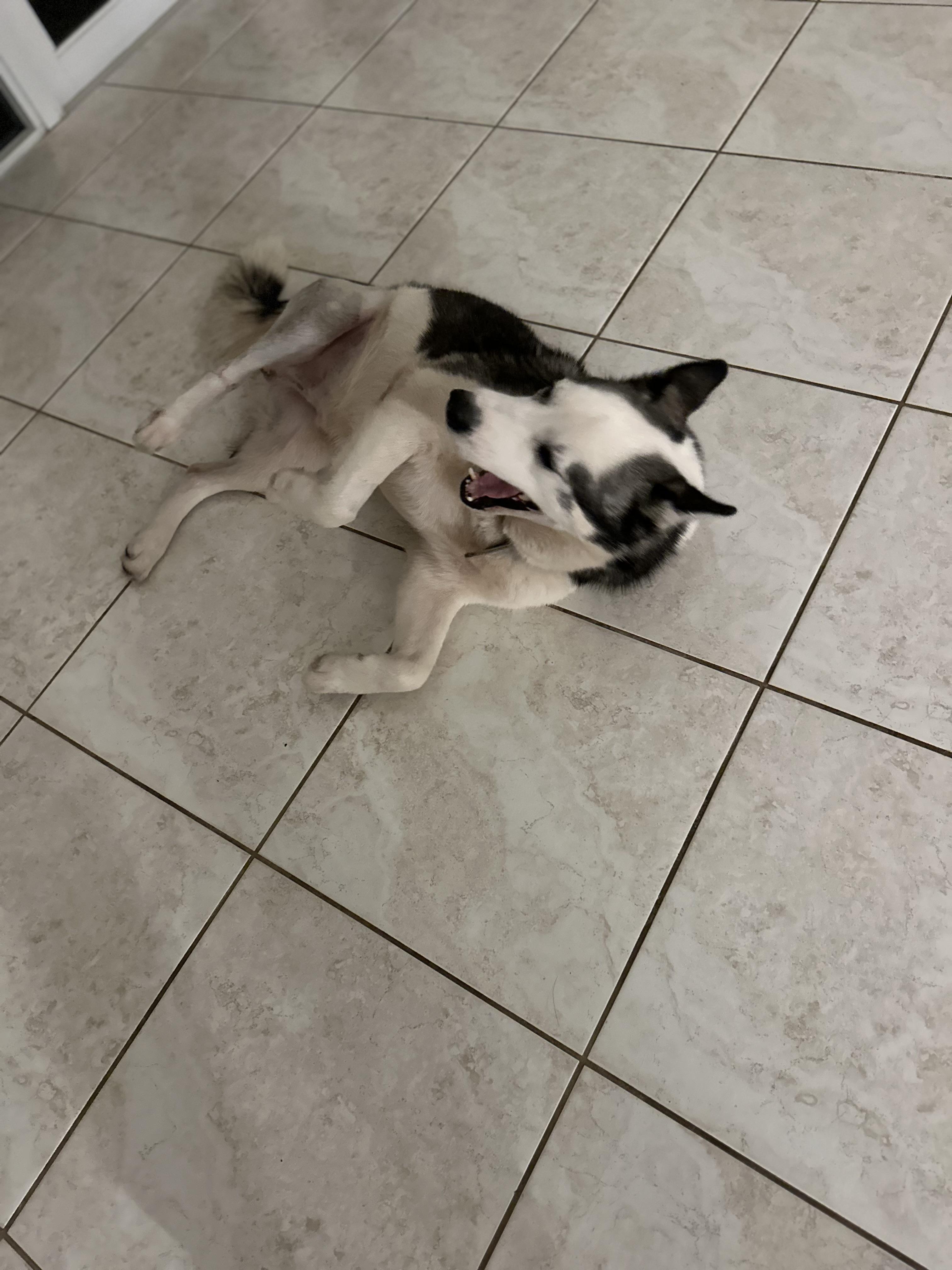 Dean, a Adoptable mixed breed in North Miami, FL image 2/5