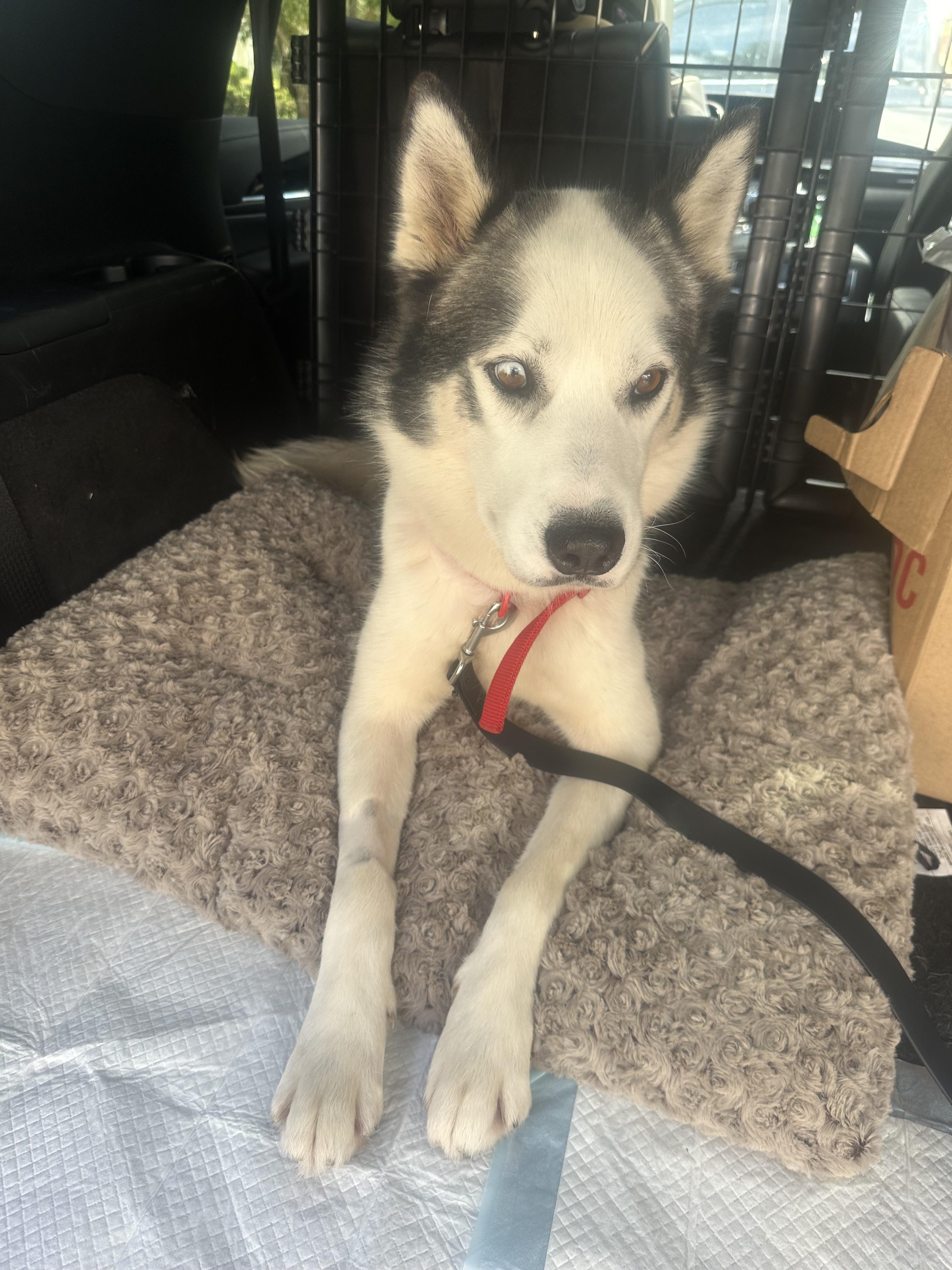 Dean, Adoptable, Young Male Husky & Border Collie.