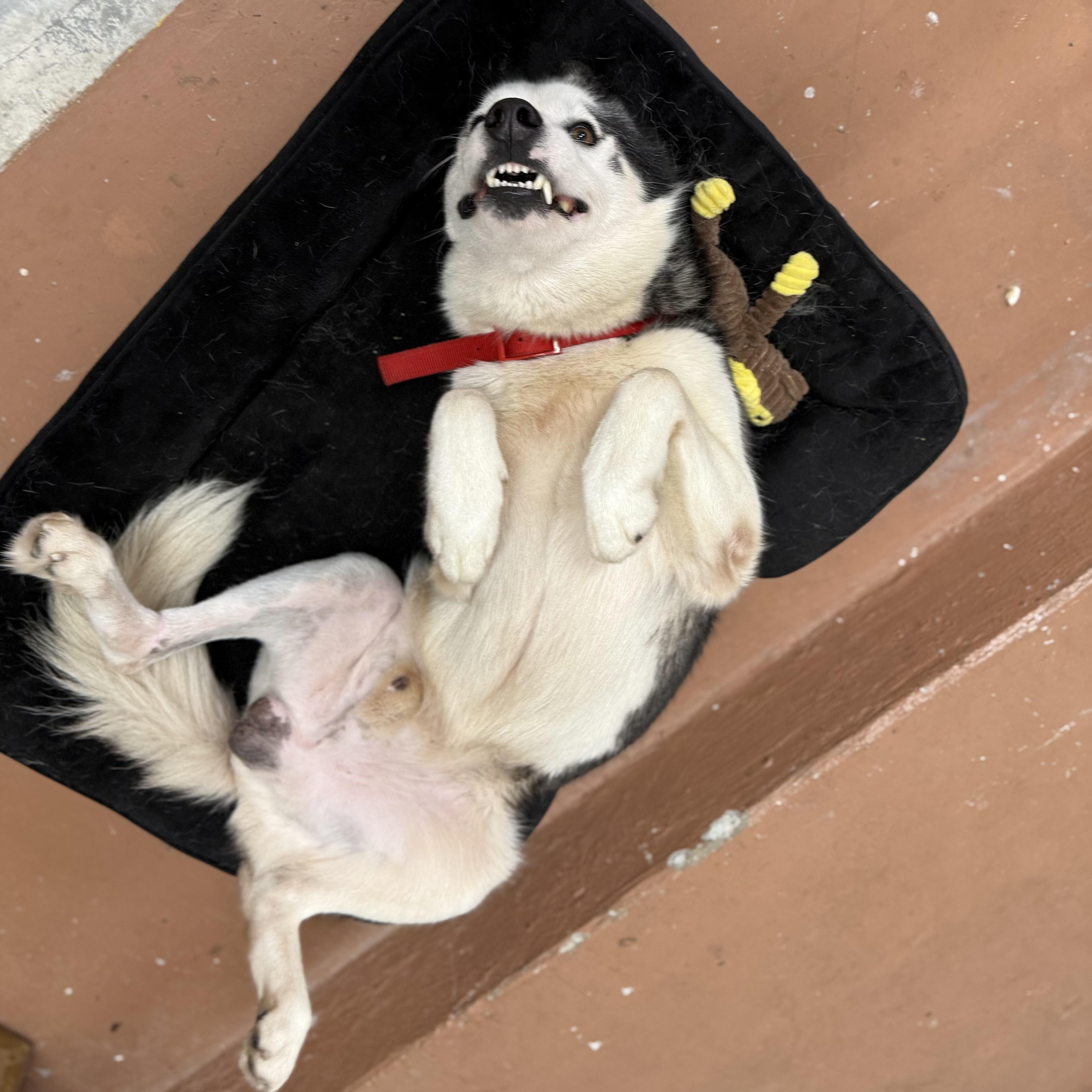 Dean, a Adoptable mixed breed in North Miami, FL image 4/5