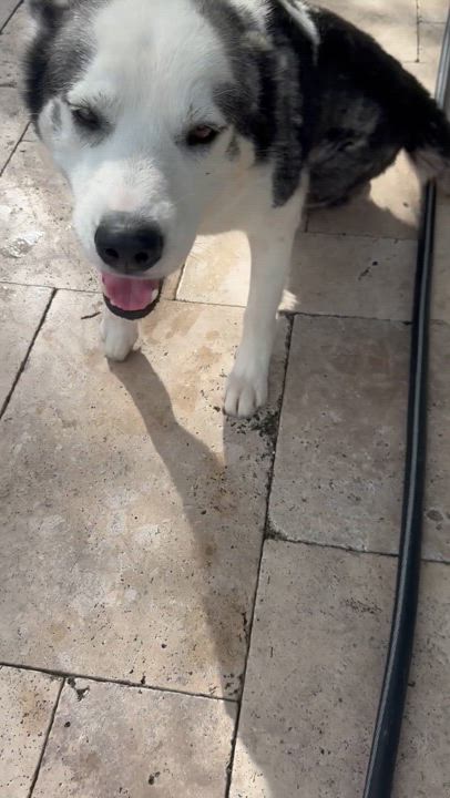 Enlarge Dean, a Adoptable mixed breed in North Miami, FL video 5/5