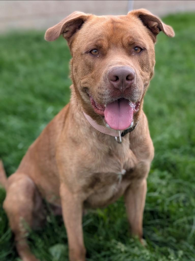 Big Red, a Adoptable mixed breed in Defiance, OH image 1/6