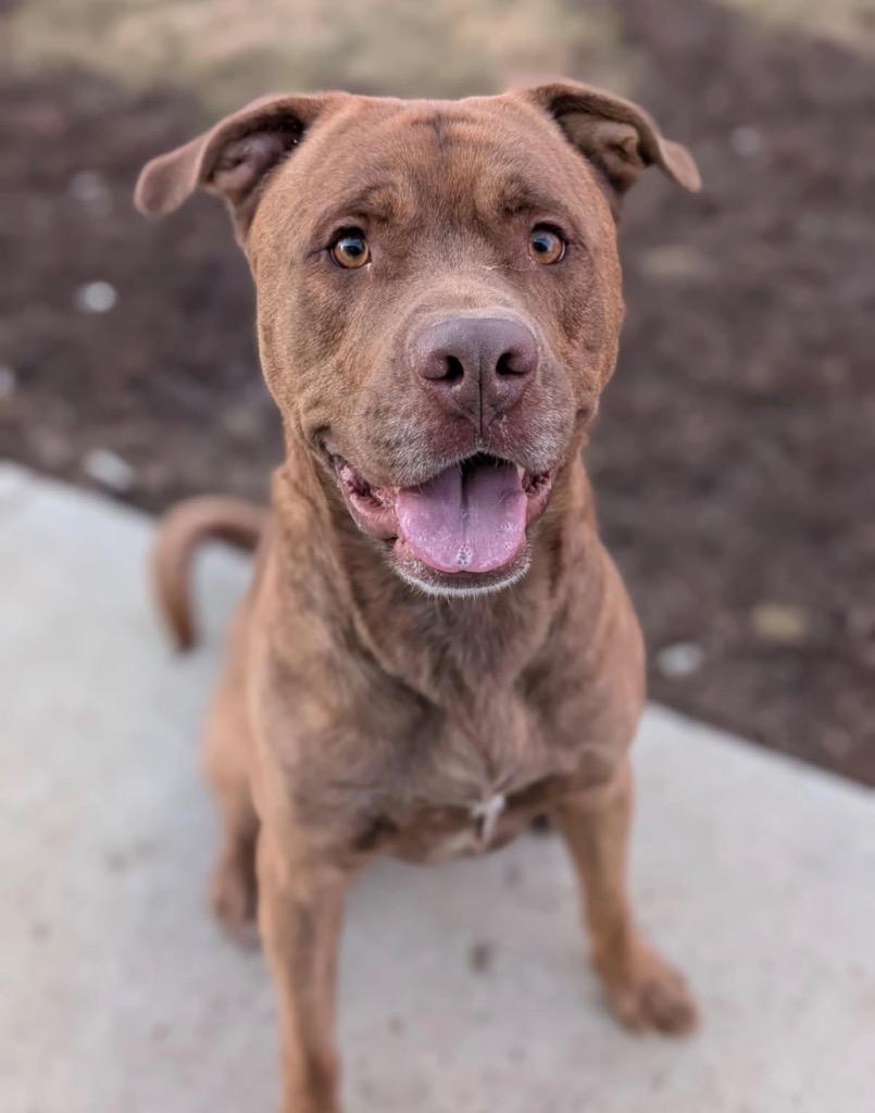 Enlarge Big Red, a Adoptable mixed breed in Defiance, OH image 1/6