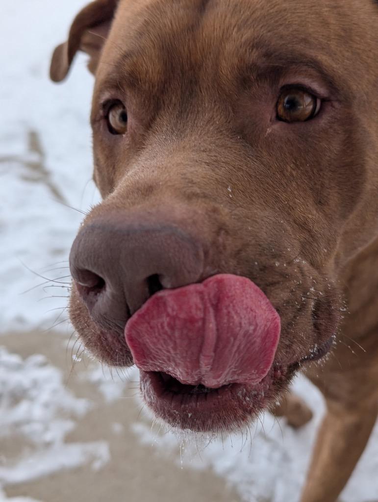 Enlarge Big Red, a Adoptable mixed breed in Defiance, OH image 2/6