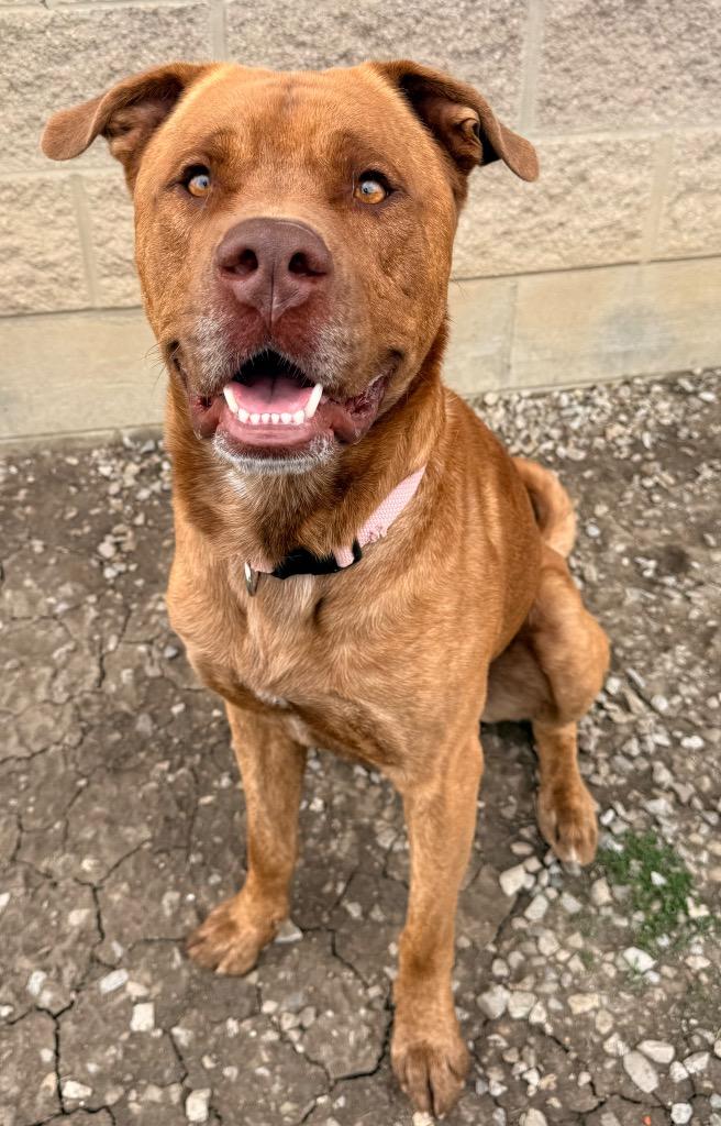 Enlarge Big Red, a Adoptable mixed breed in Defiance, OH image 3/6