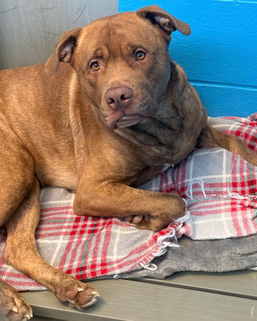 Enlarge Big Red, a Adoptable mixed breed in Defiance, OH image 4/6