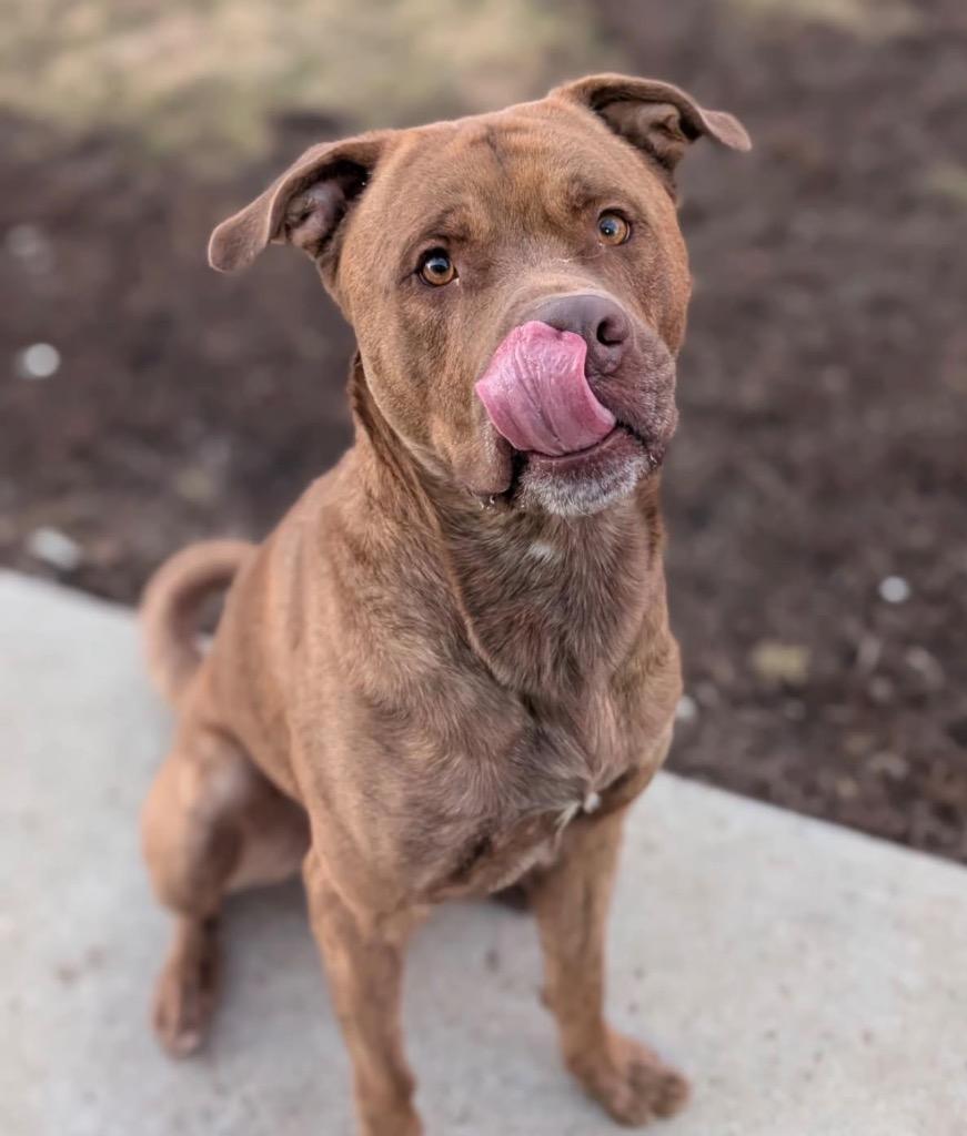 Enlarge Big Red, a Adoptable mixed breed in Defiance, OH image 5/6