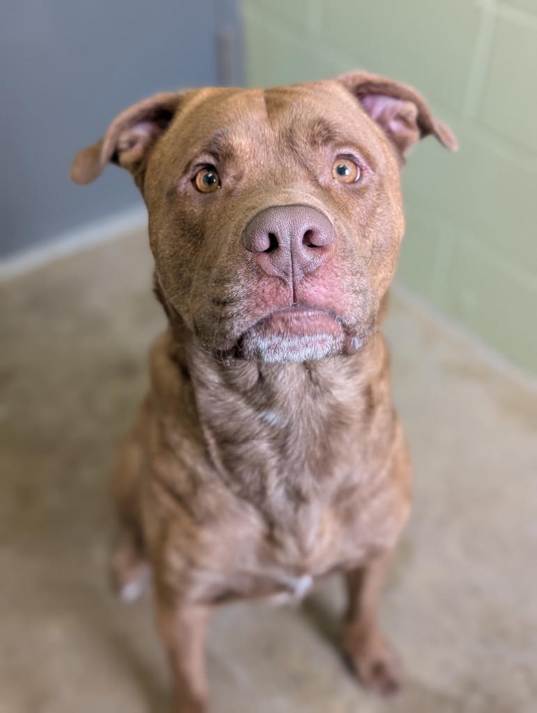 Enlarge Big Red, a Adoptable mixed breed in Defiance, OH image 6/6