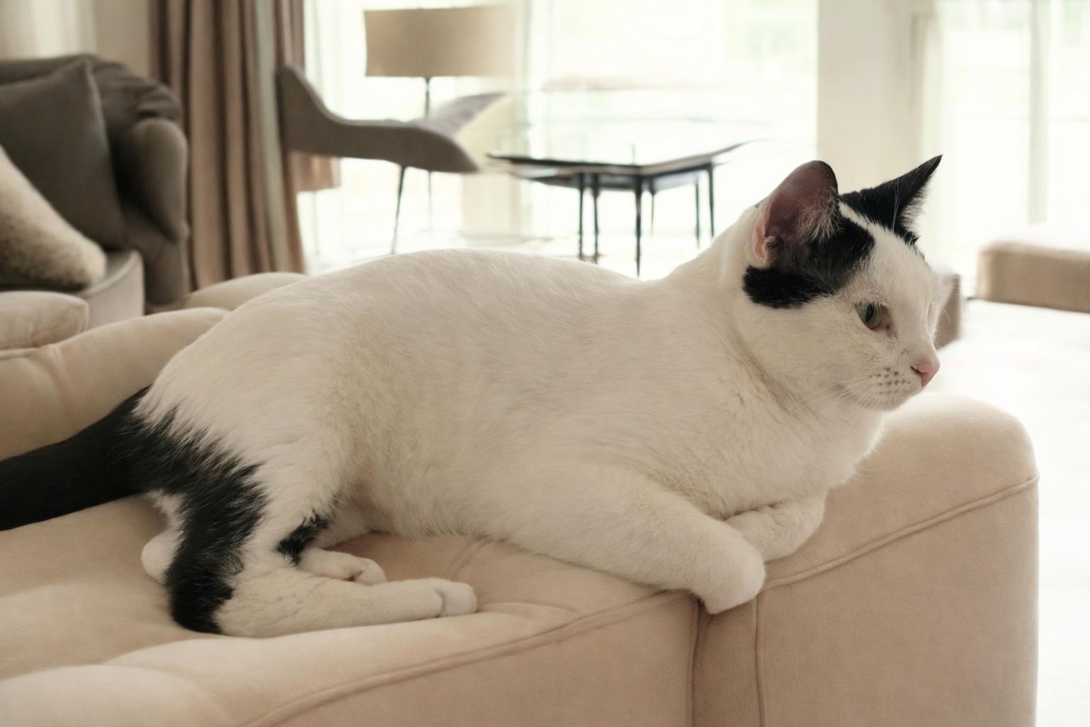 Lulu — Not for Everyone, but Everything to the Right Person, a Adoptable Tuxedo in Hillsboro, TX image 5/6