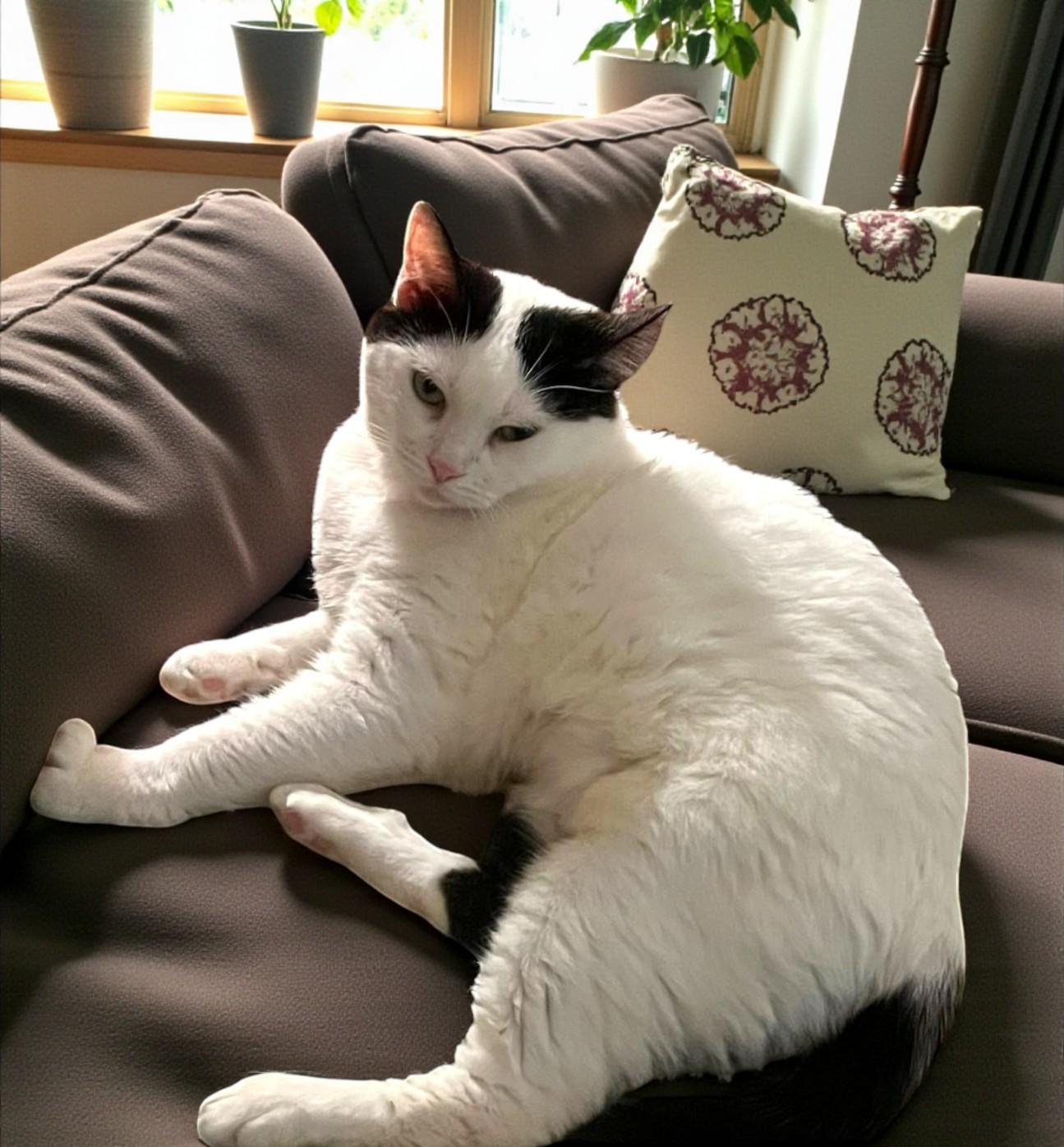 Lulu — Not for Everyone, but Everything to the Right Person, a Adoptable Tuxedo in Hillsboro, TX image 1/6