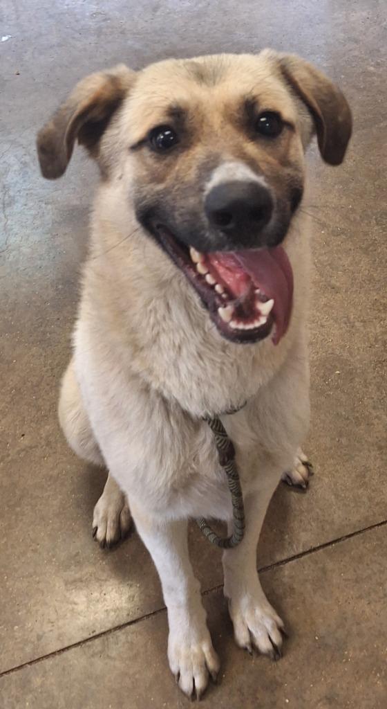 Enlarge Speedy, a Adoptable mixed breed in Lockhart, TX image 1/2