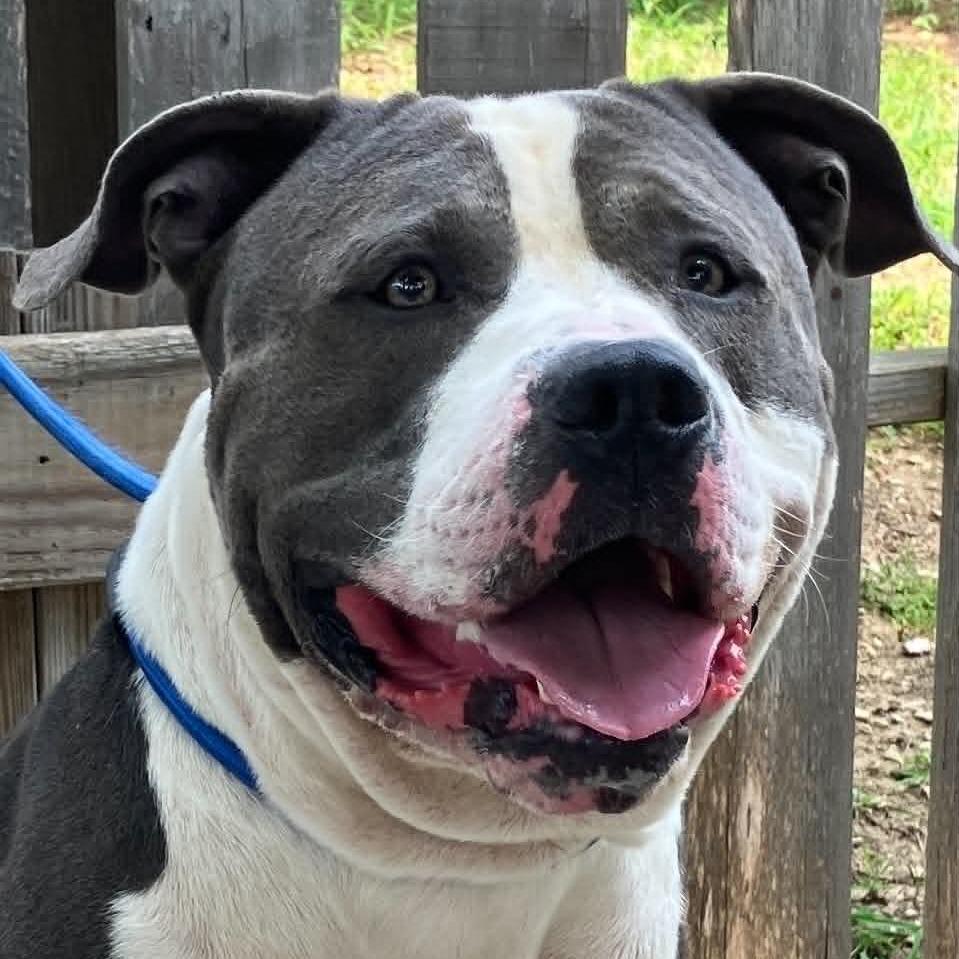 Little John, Adoptable, Adult Male Pit Bull Terrier.