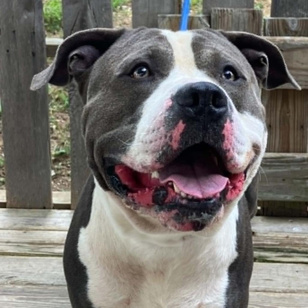 Little John, a Adoptable Pit Bull Terrier in Pulaski, TN image 2/4