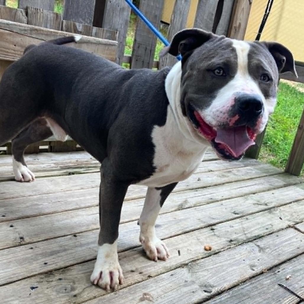 Little John, a Adoptable Pit Bull Terrier in Pulaski, TN image 3/4