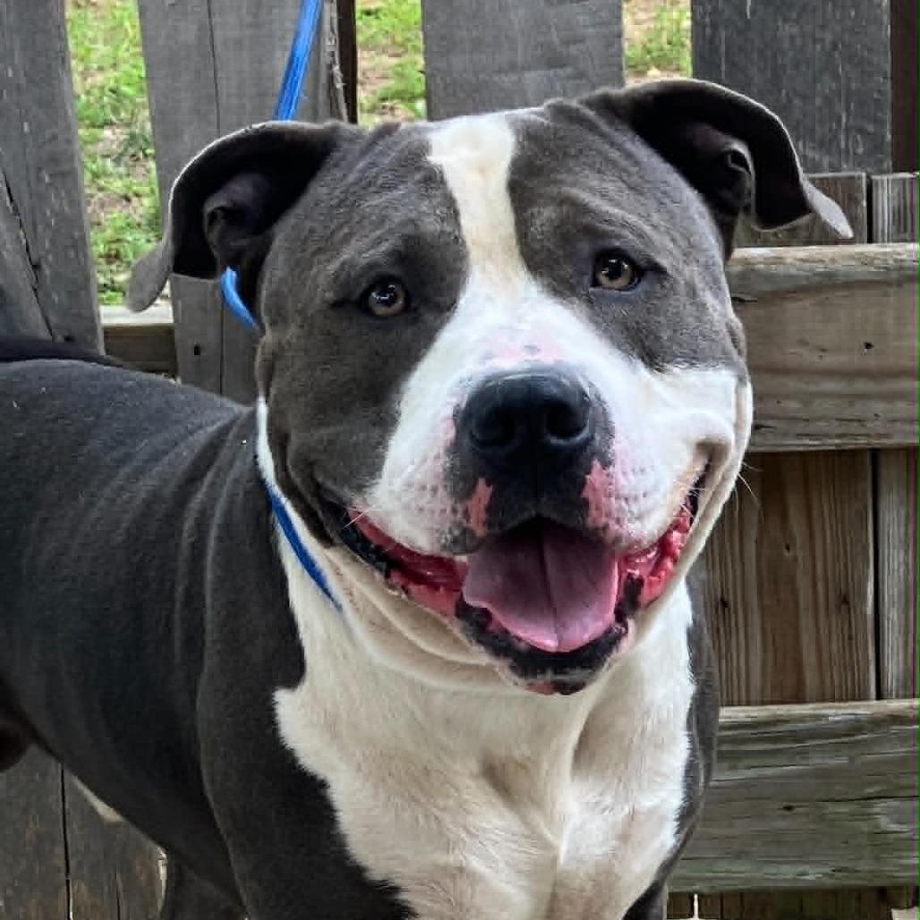 Little John, a Adoptable Pit Bull Terrier in Pulaski, TN image 4/4