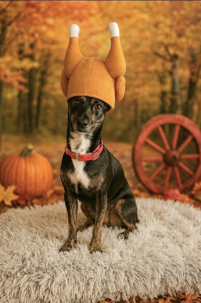 Clyde Stilts thumbnail 2