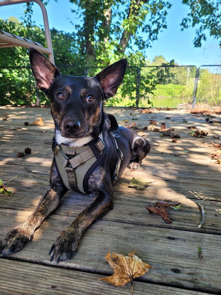 Clyde Stilts thumbnail 3