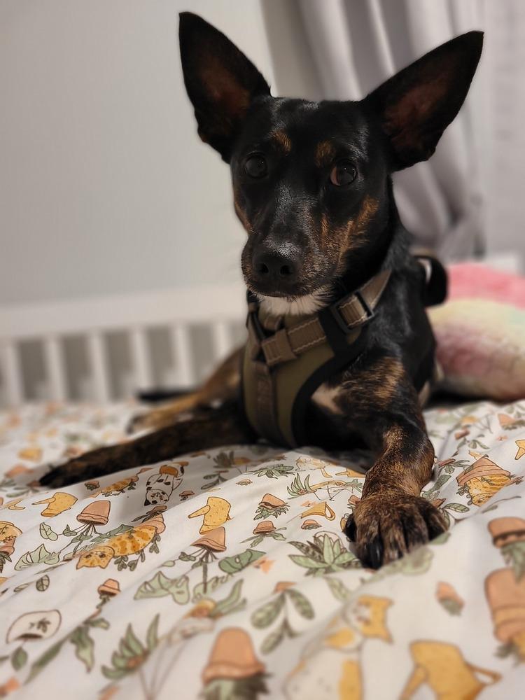 Clyde Stilts thumbnail 4