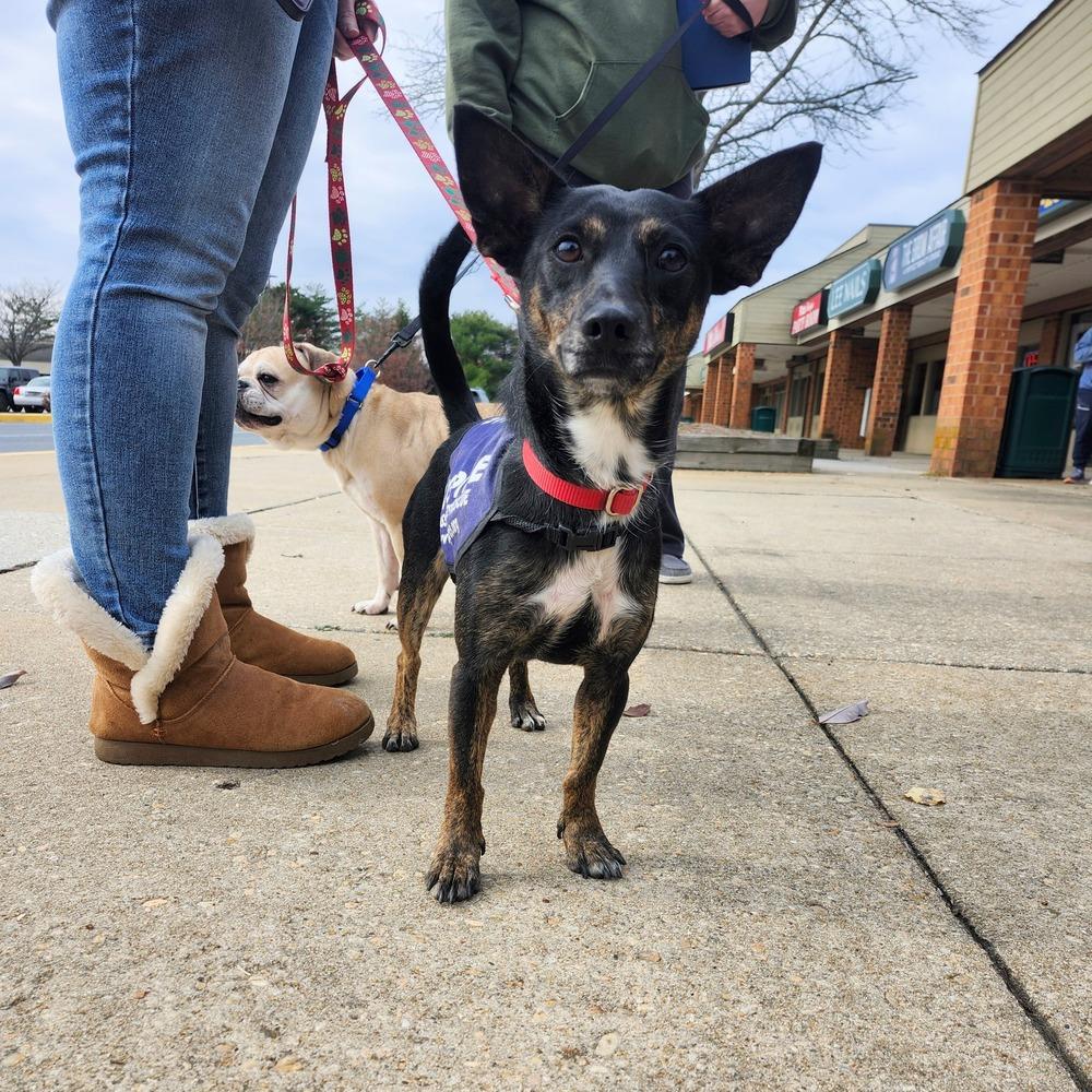 Clyde Stilts thumbnail 5