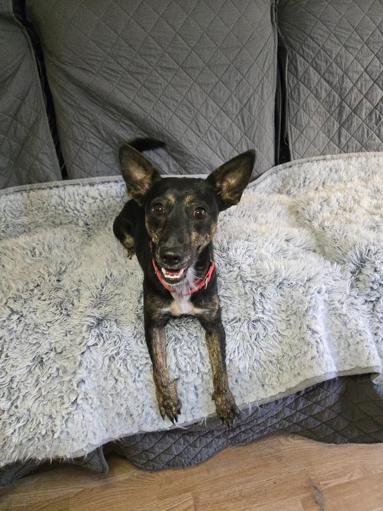 Clyde Stilts thumbnail 6