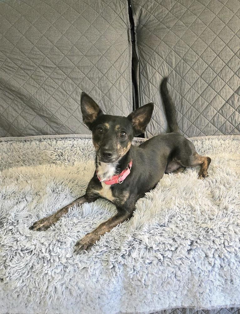 Clyde Stilts thumbnail 7