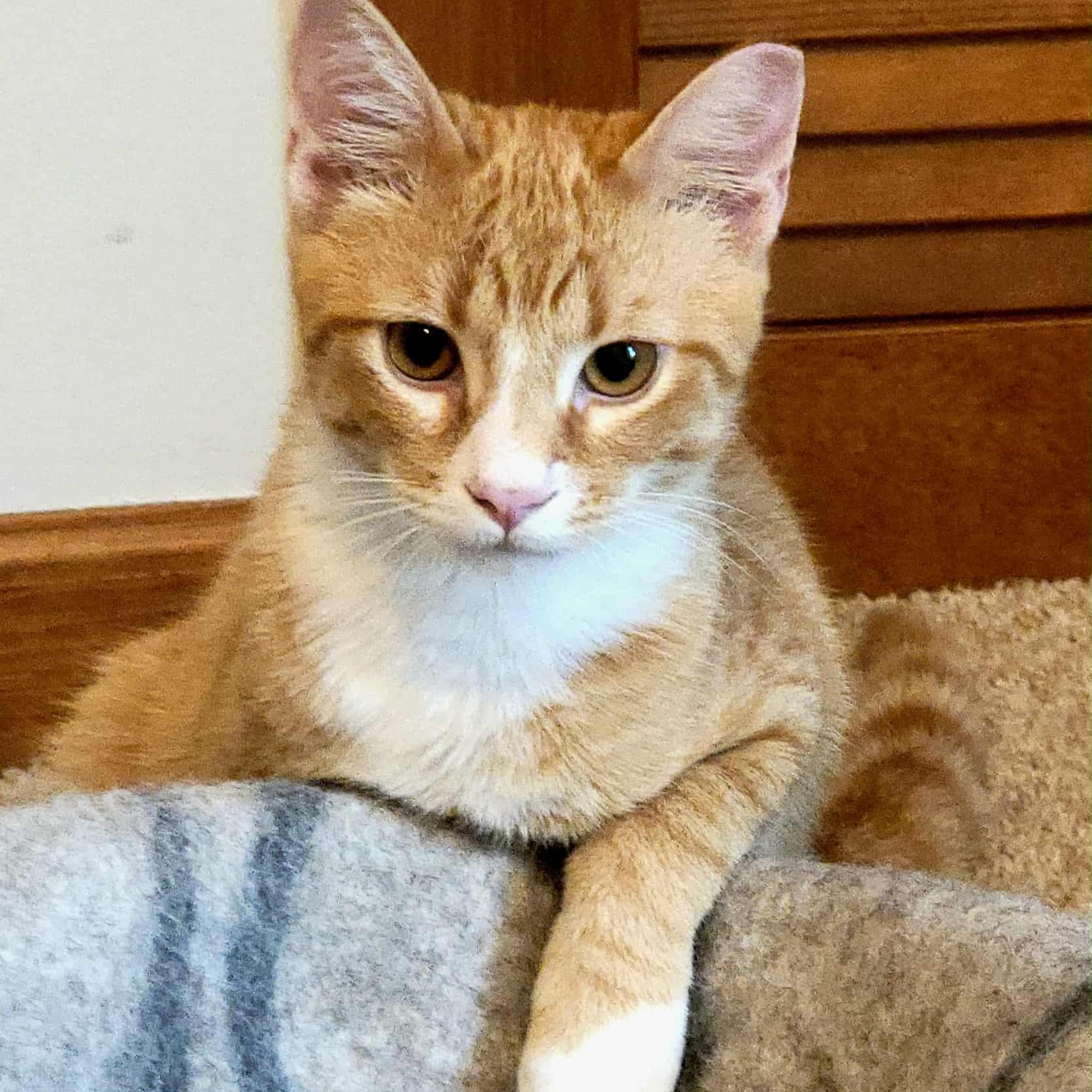 Enlarge Sunny, an adopted Domestic Short Hair in Mount Juliet, TN image 1/5