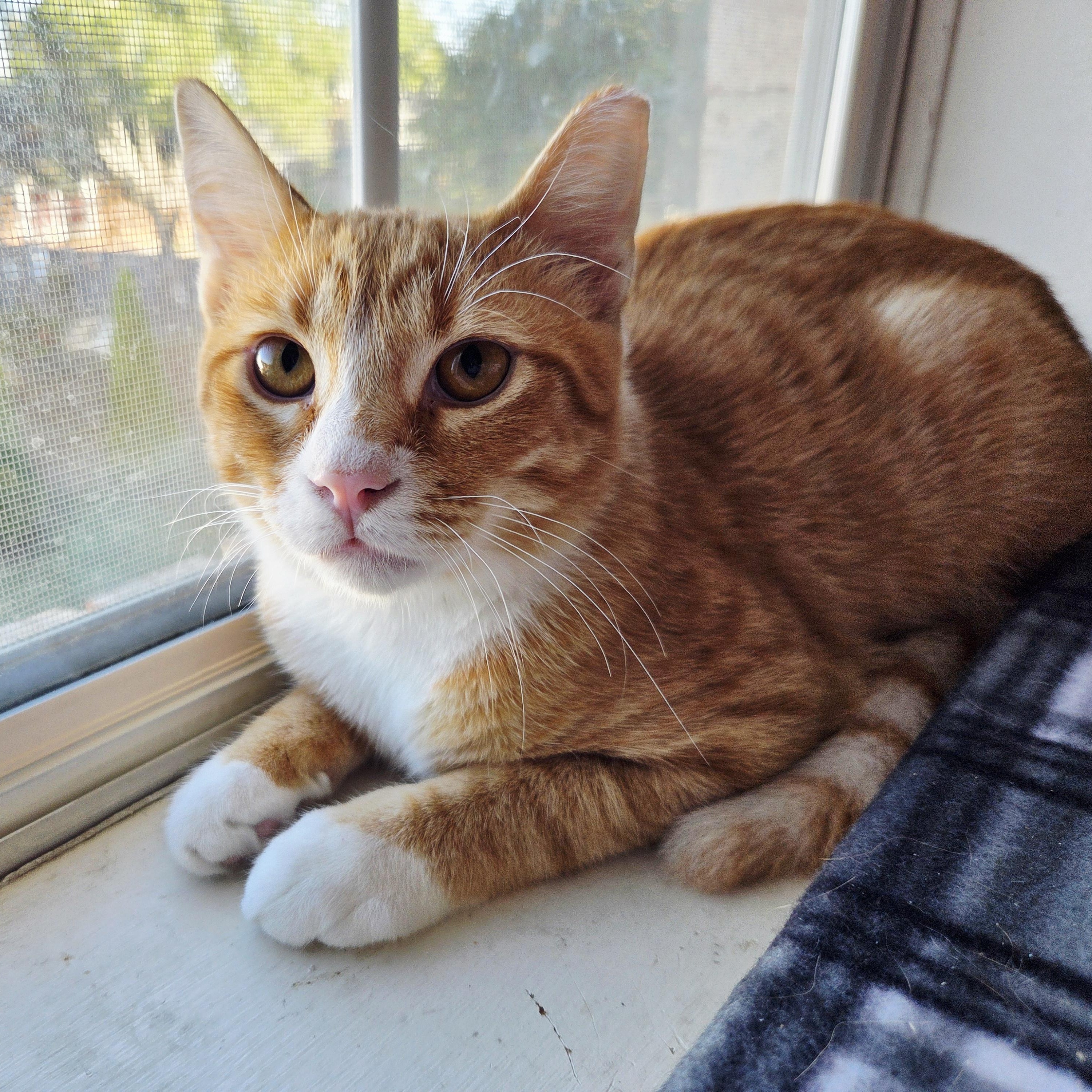 Enlarge Sunny, an adopted Domestic Short Hair in Mount Juliet, TN image 3/5