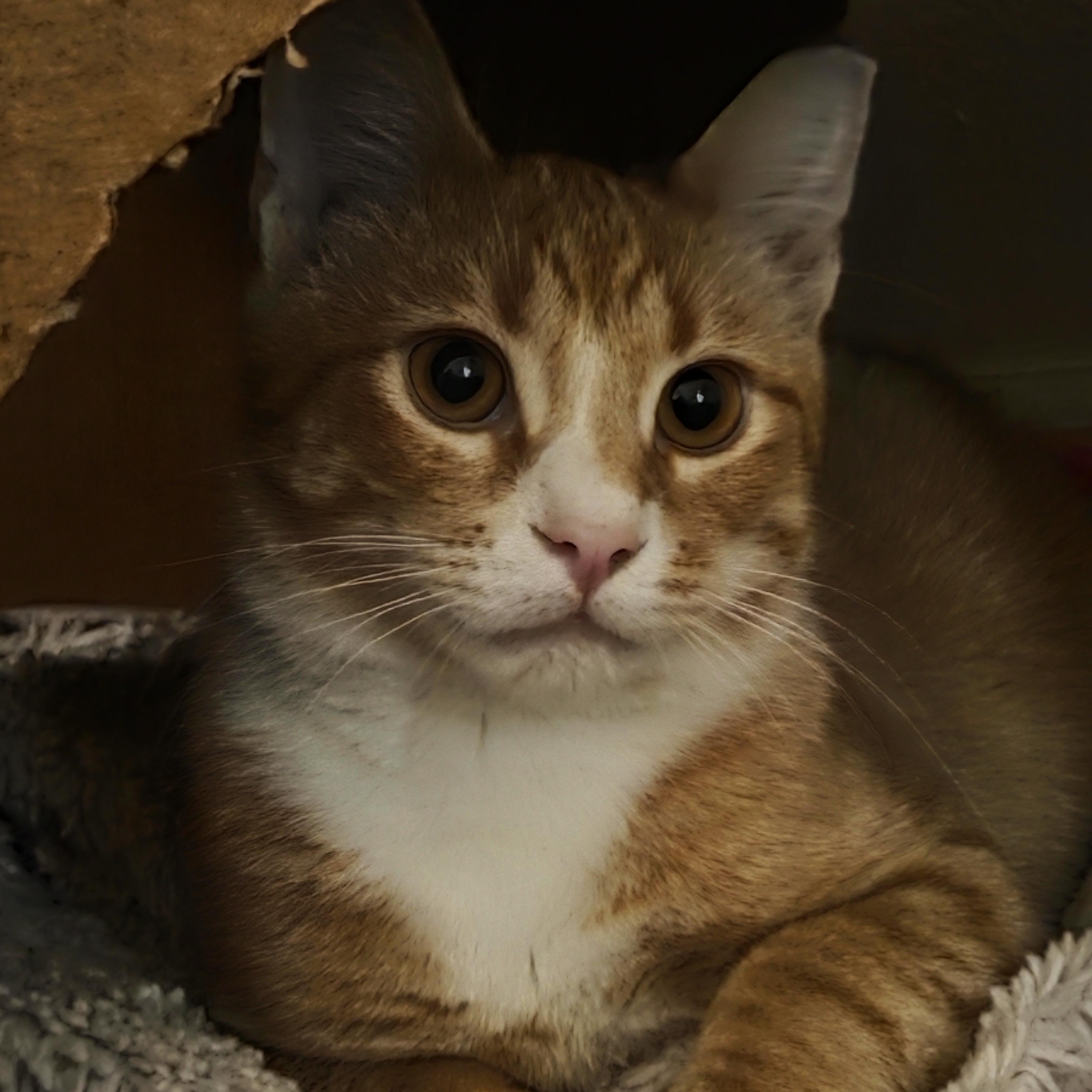 Enlarge Sunny, an adopted Domestic Short Hair in Mount Juliet, TN image 2/5
