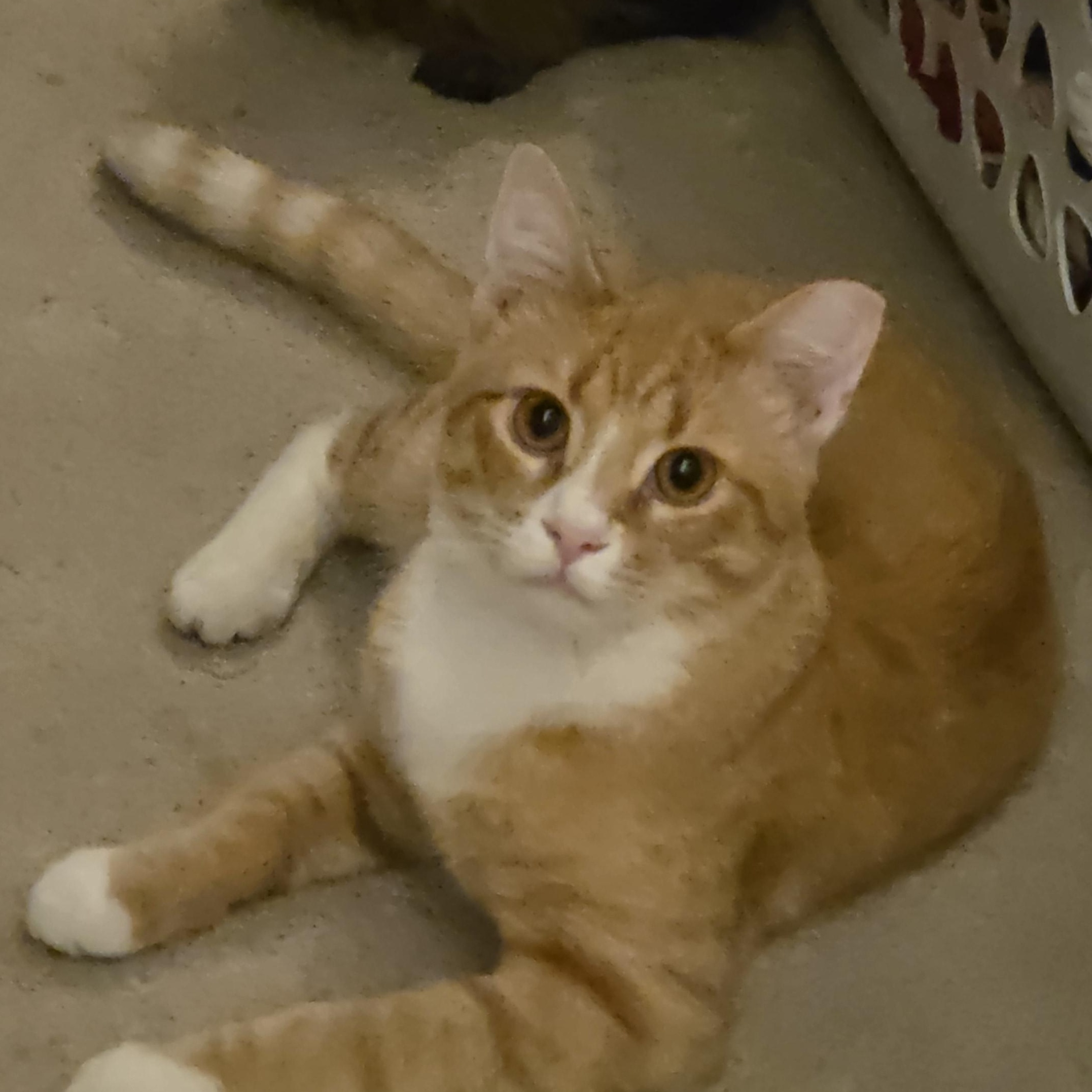 Enlarge Sunny, an adopted Domestic Short Hair in Mount Juliet, TN image 4/5