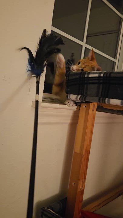 Enlarge Sunny, an adopted Domestic Short Hair in Mount Juliet, TN video 5/5