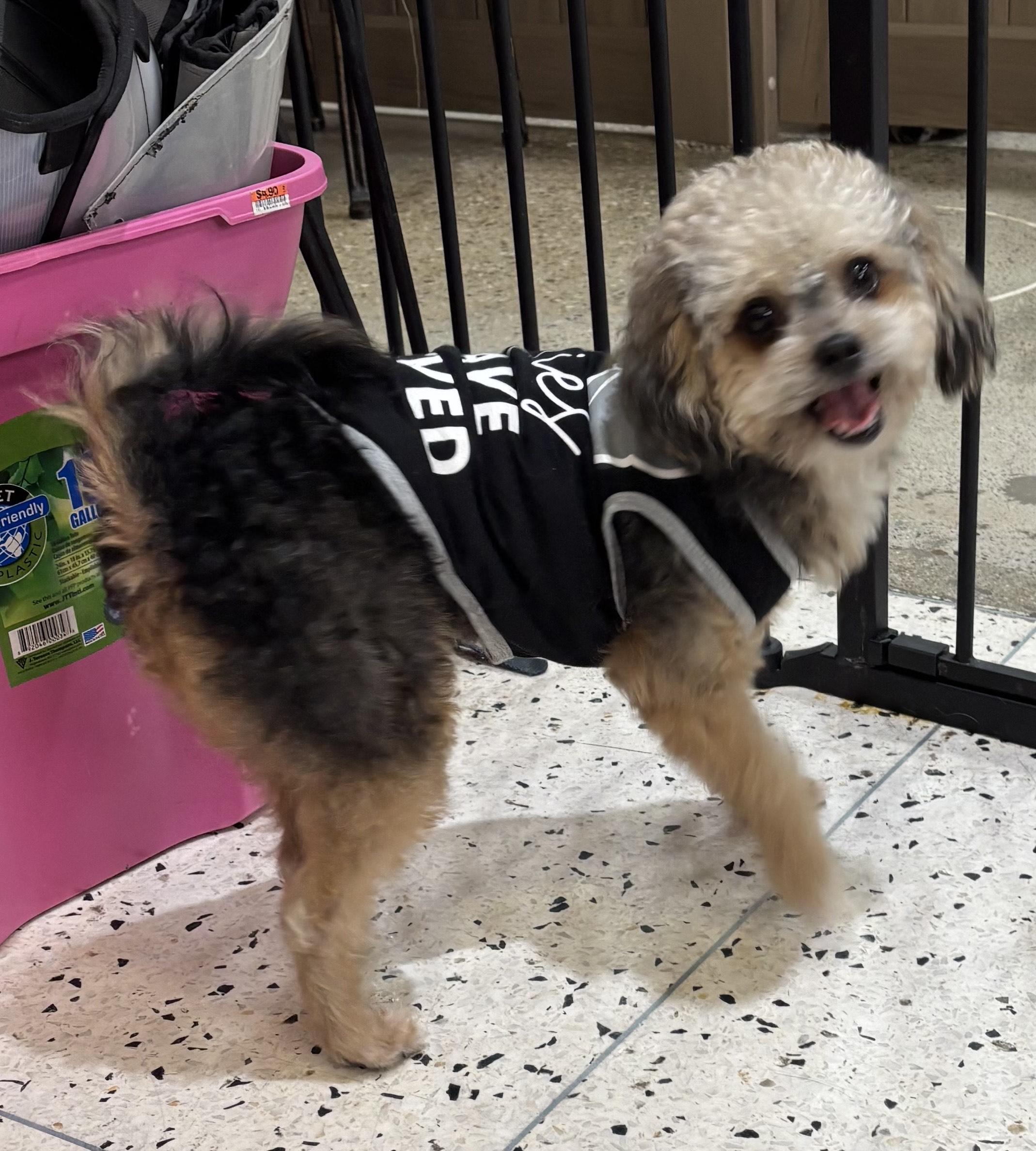 Chewy Vuitton thumbnail 2