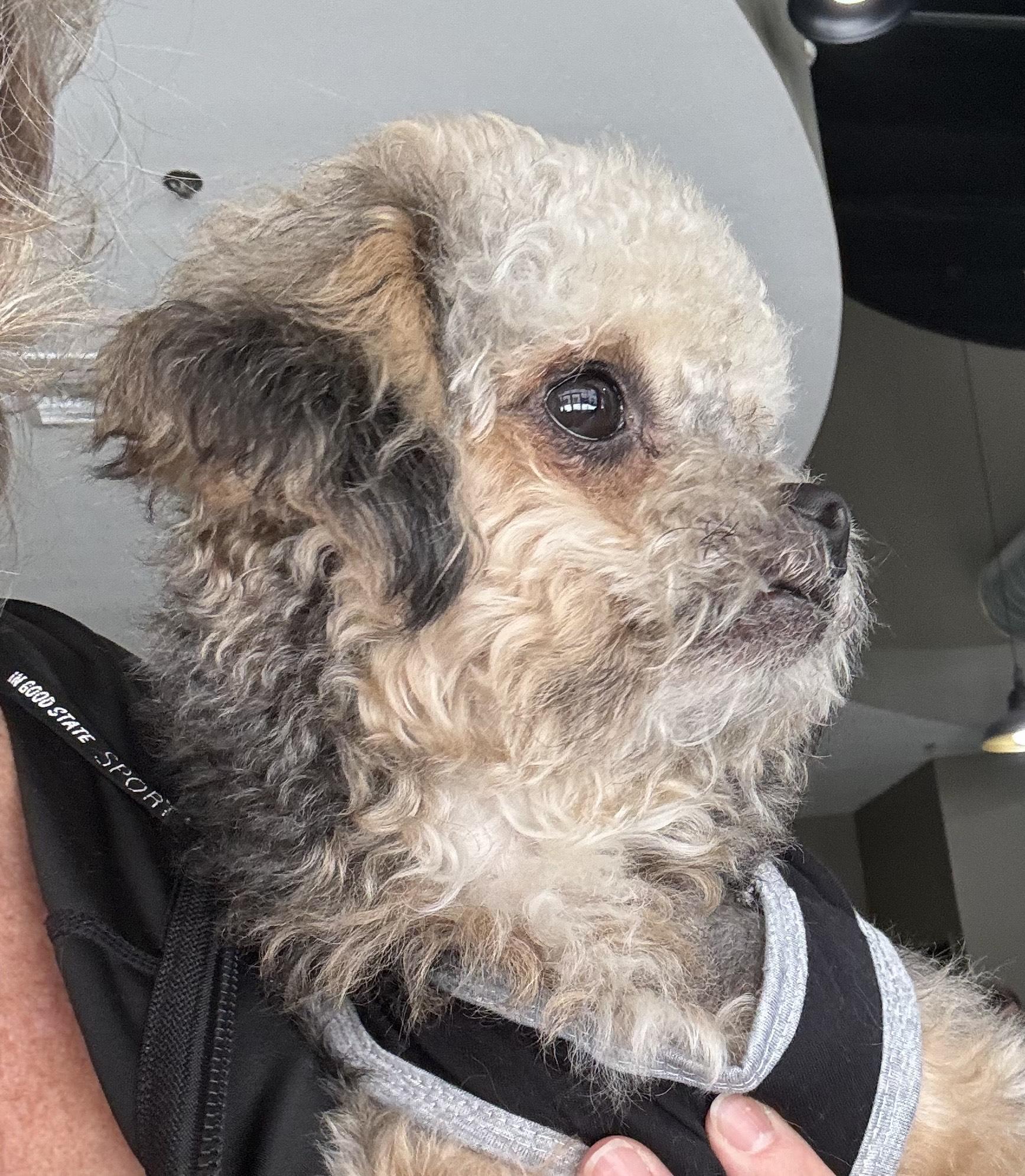 Chewy Vuitton thumbnail 4