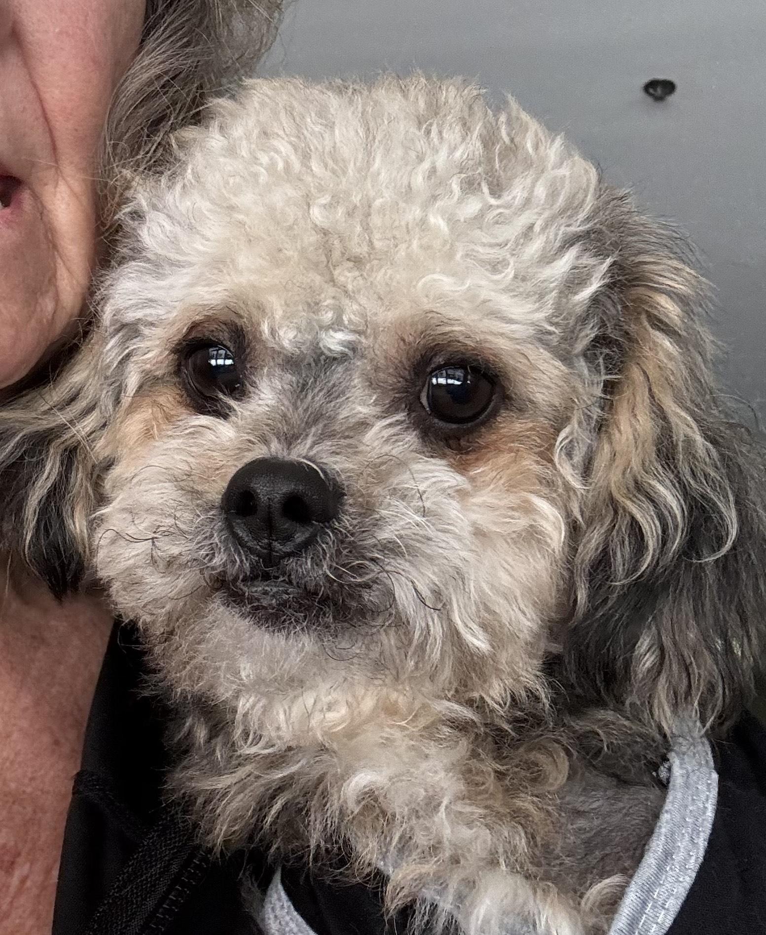 Chewy Vuitton thumbnail 5