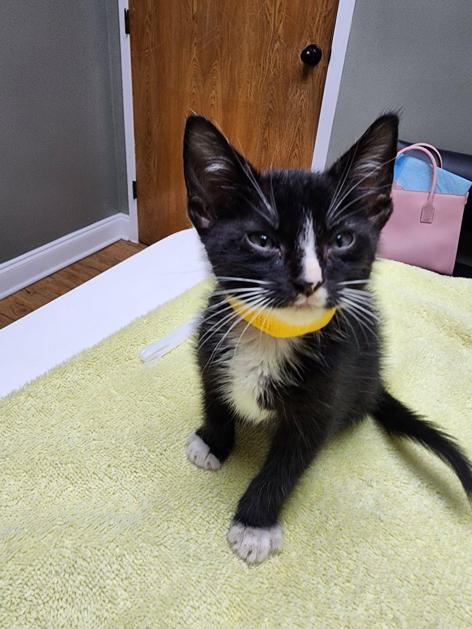 Bruce, a ADOPTABLE American Shorthair in Grand Prairie, TX image 1/4