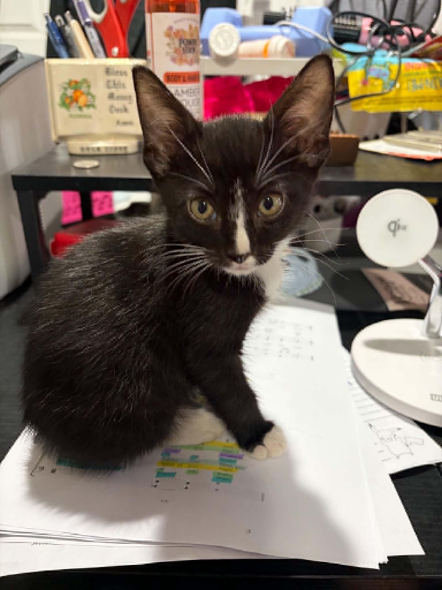 Bruce, a ADOPTABLE American Shorthair in Grand Prairie, TX image 2/4