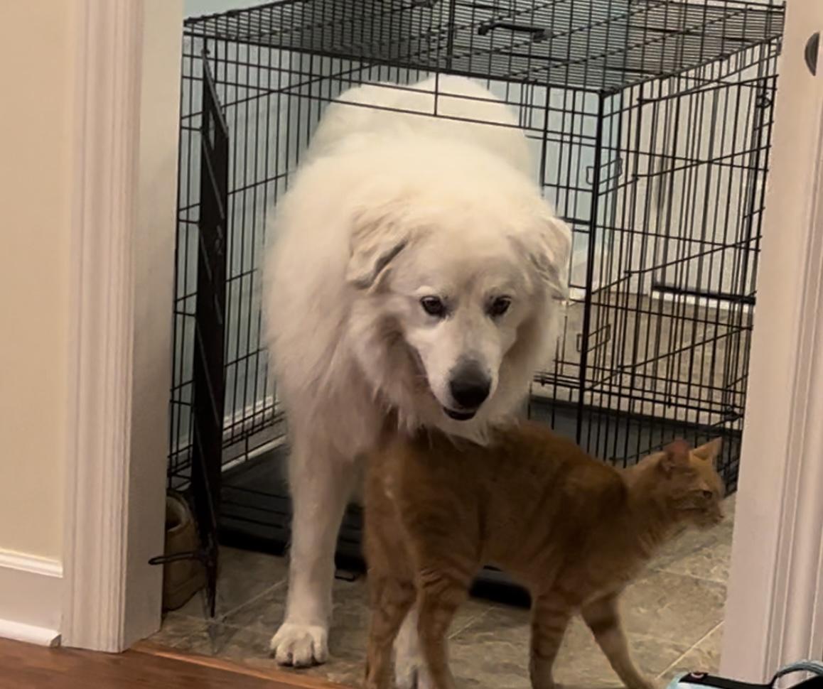 Lady, Adoptable, Adult Female Great Pyrenees.