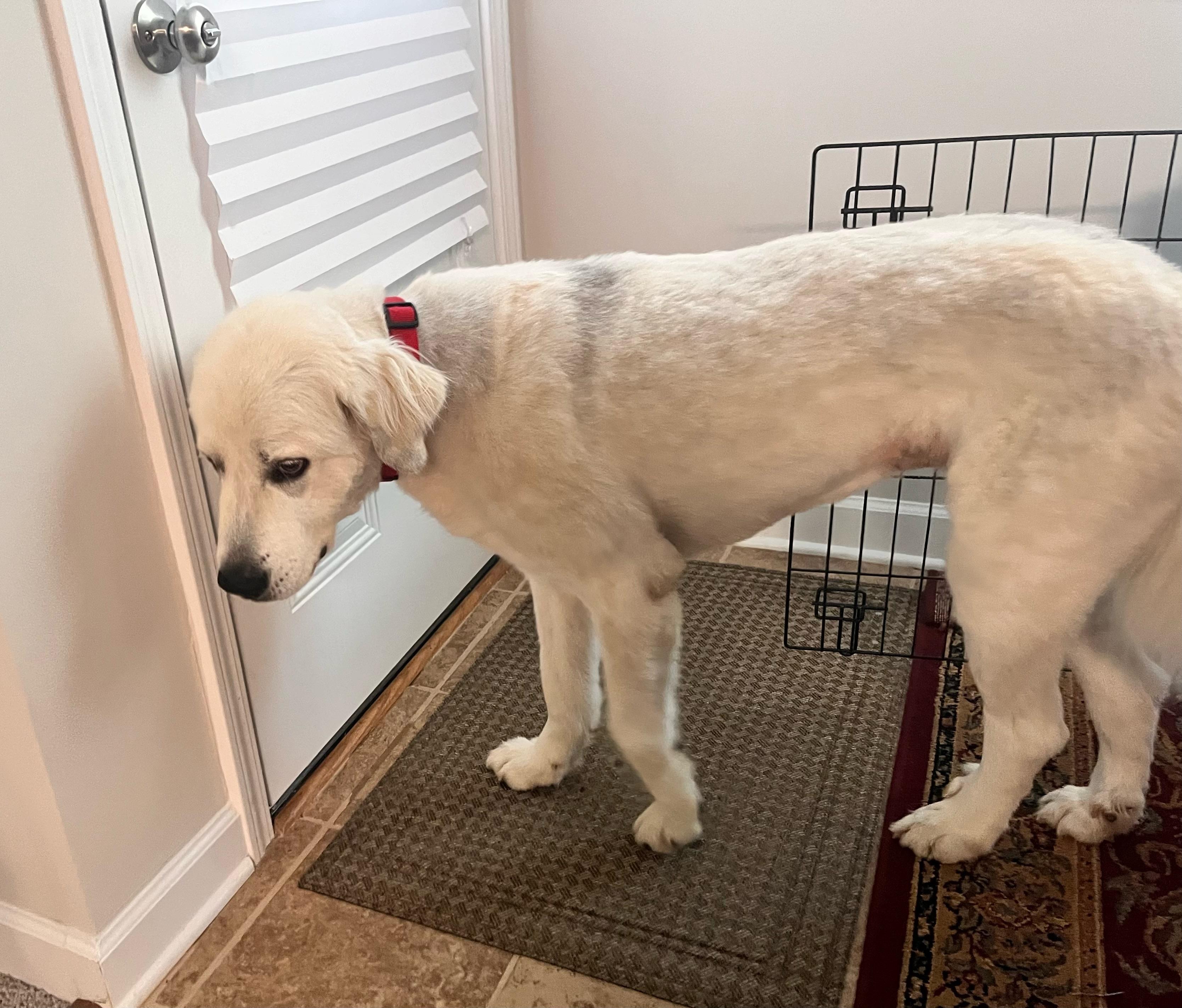 Lady, Adoptable, Adult Female Great Pyrenees.