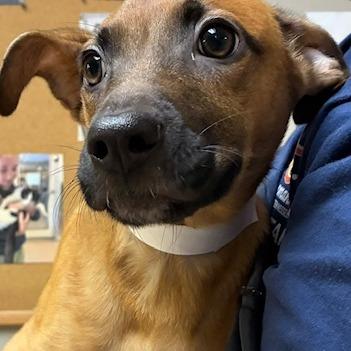 Sandy, Adoptable, Puppy Female Mixed Breed.